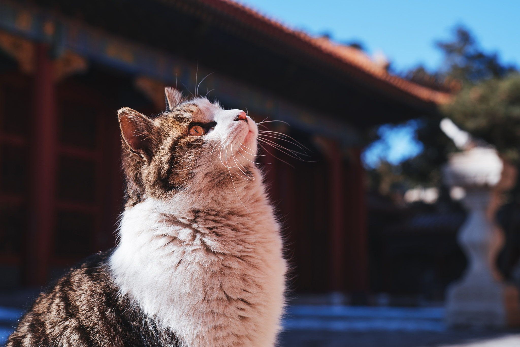 Nikon D750 + Nikon AF Nikkor 50mm F1.8D sample photo. Stray cat of the forbidden city photography
