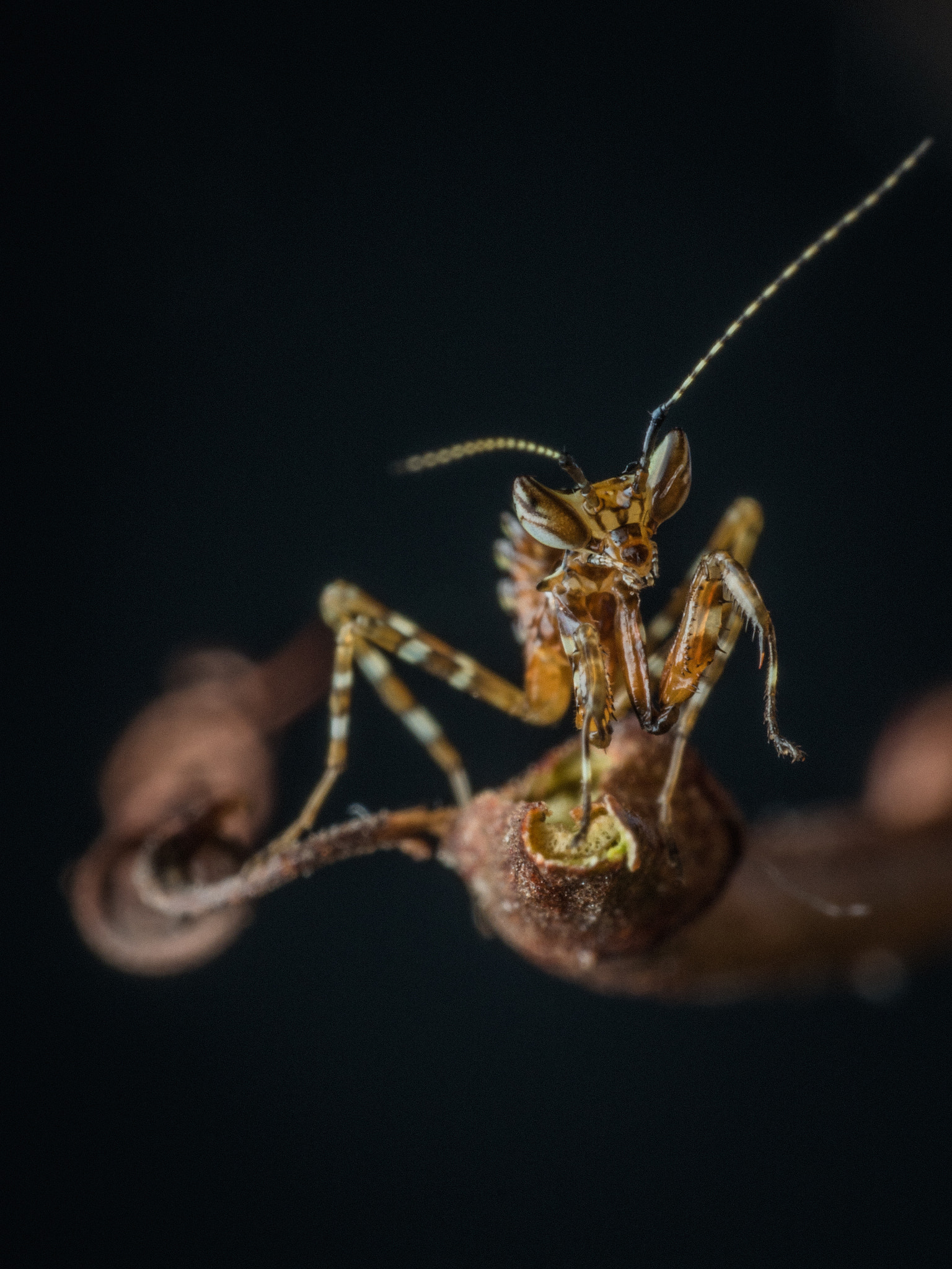 Olympus M.Zuiko Digital ED 60mm F2.8 Macro sample photo. Mantis photography