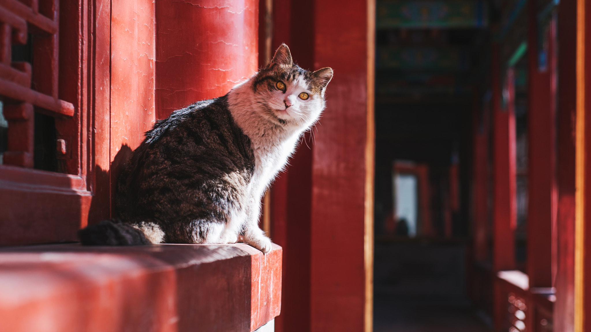 Nikon D750 + Nikon AF Nikkor 50mm F1.8D sample photo. Stray cat of the forbidden city photography
