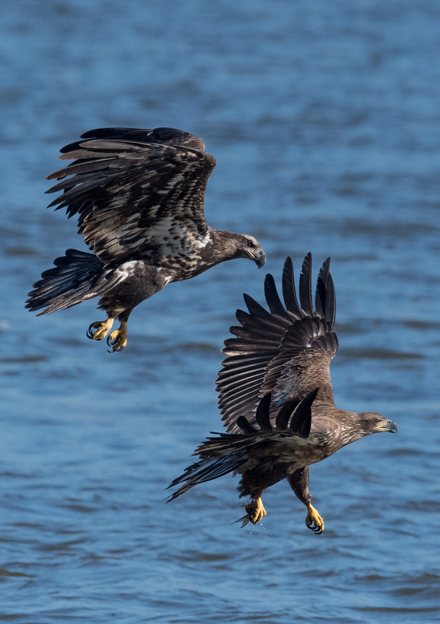 Nikon AF-S Nikkor 500mm F4E FL ED VR sample photo. Bald eagle photography