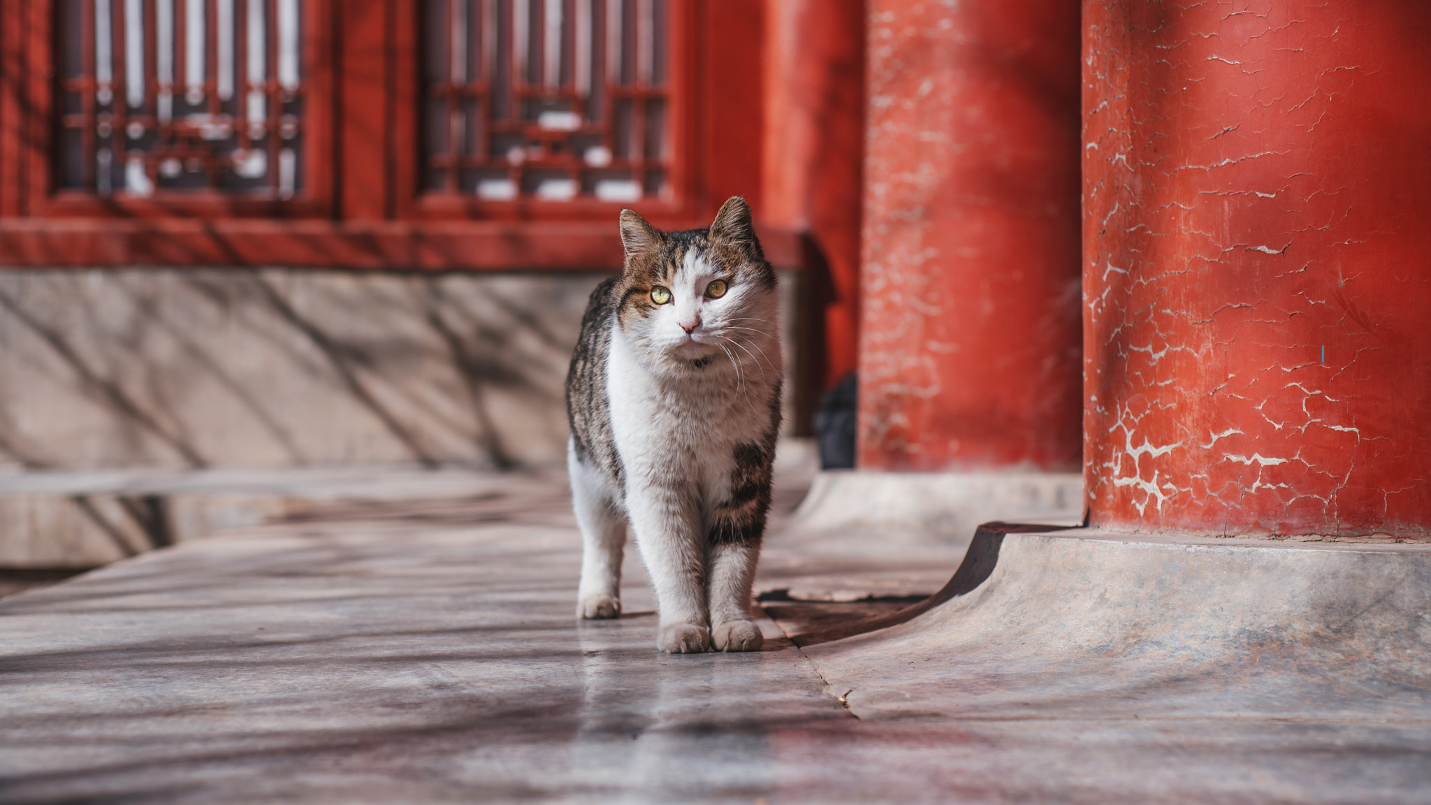 Nikon D750 + Nikon AF Nikkor 50mm F1.8D sample photo. Stray cat of the forbidden city photography