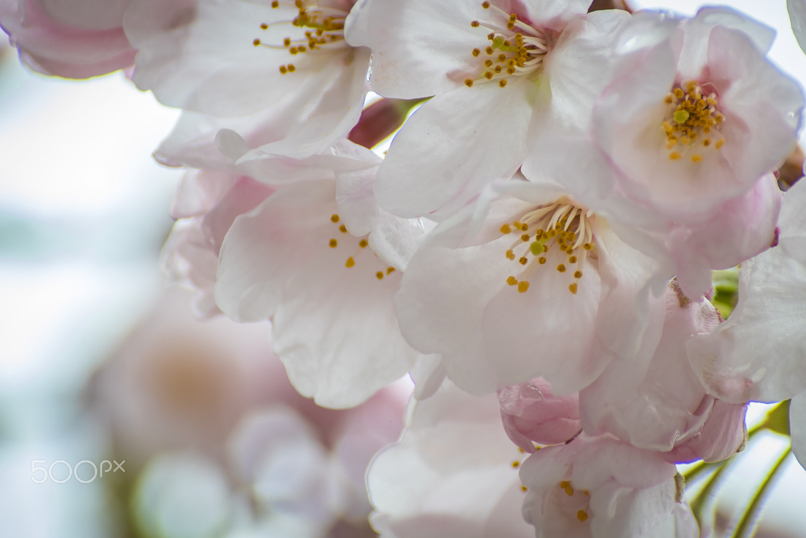 Pentax K-S2 sample photo. Cherry blossoms photography