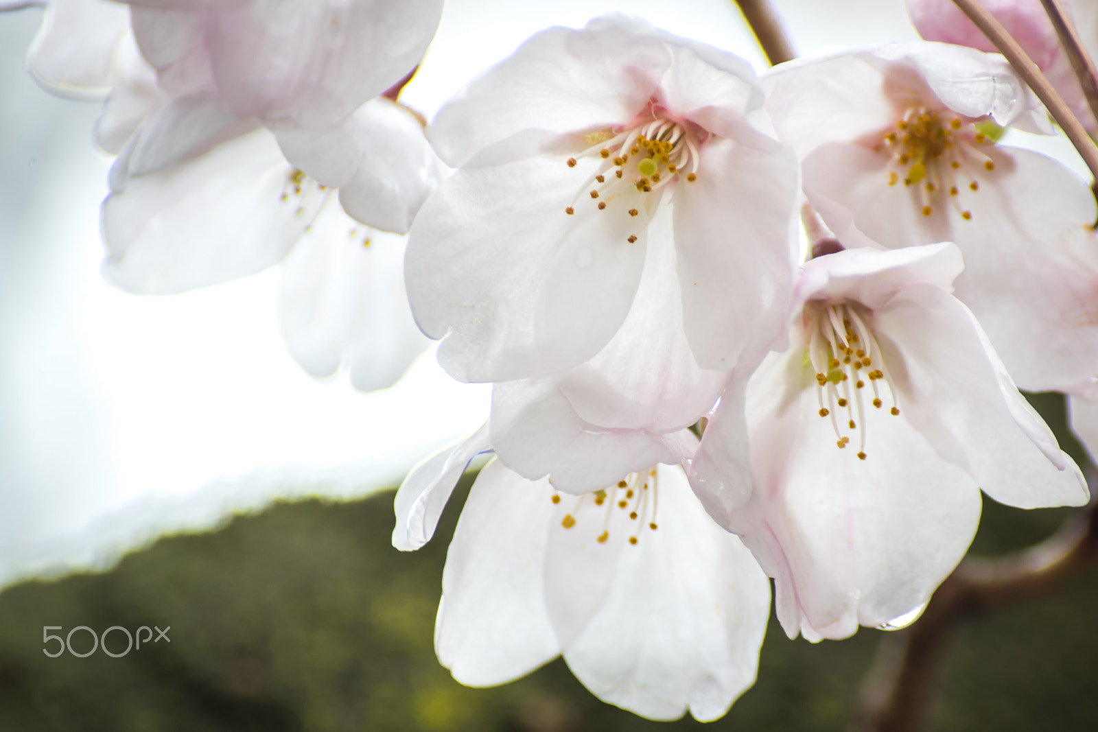 Pentax K-S2 sample photo. Cherry blossoms photography