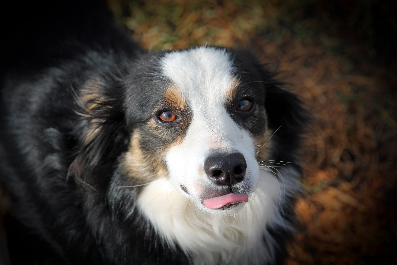 Canon EOS 60D sample photo. Cinch photography