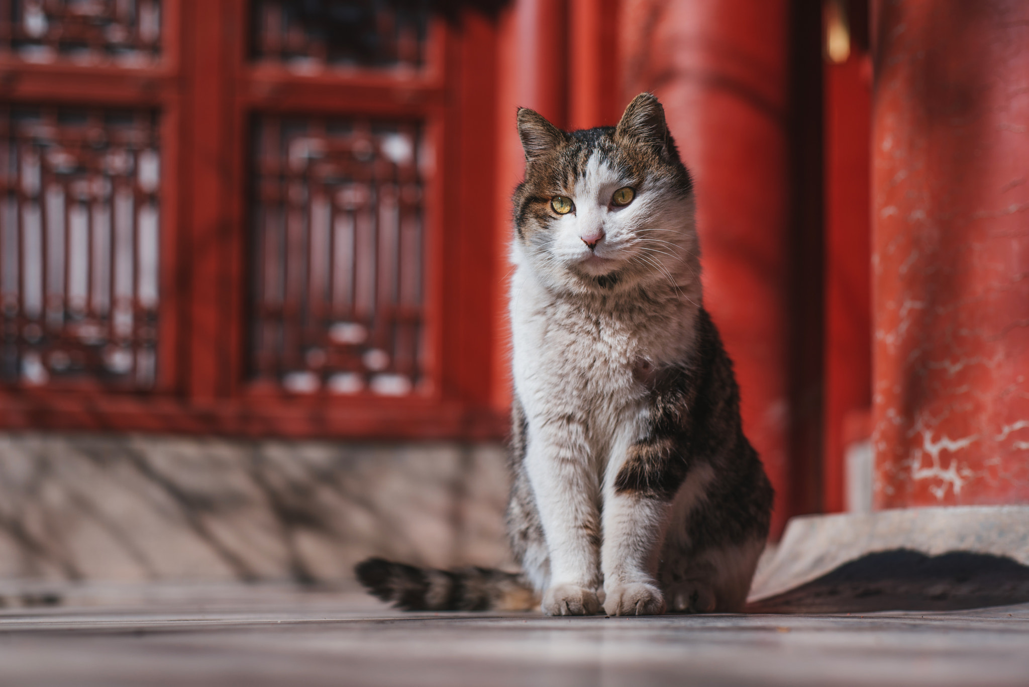 Nikon D750 + Nikon AF Nikkor 50mm F1.8D sample photo. Stray cat of the forbidden city photography