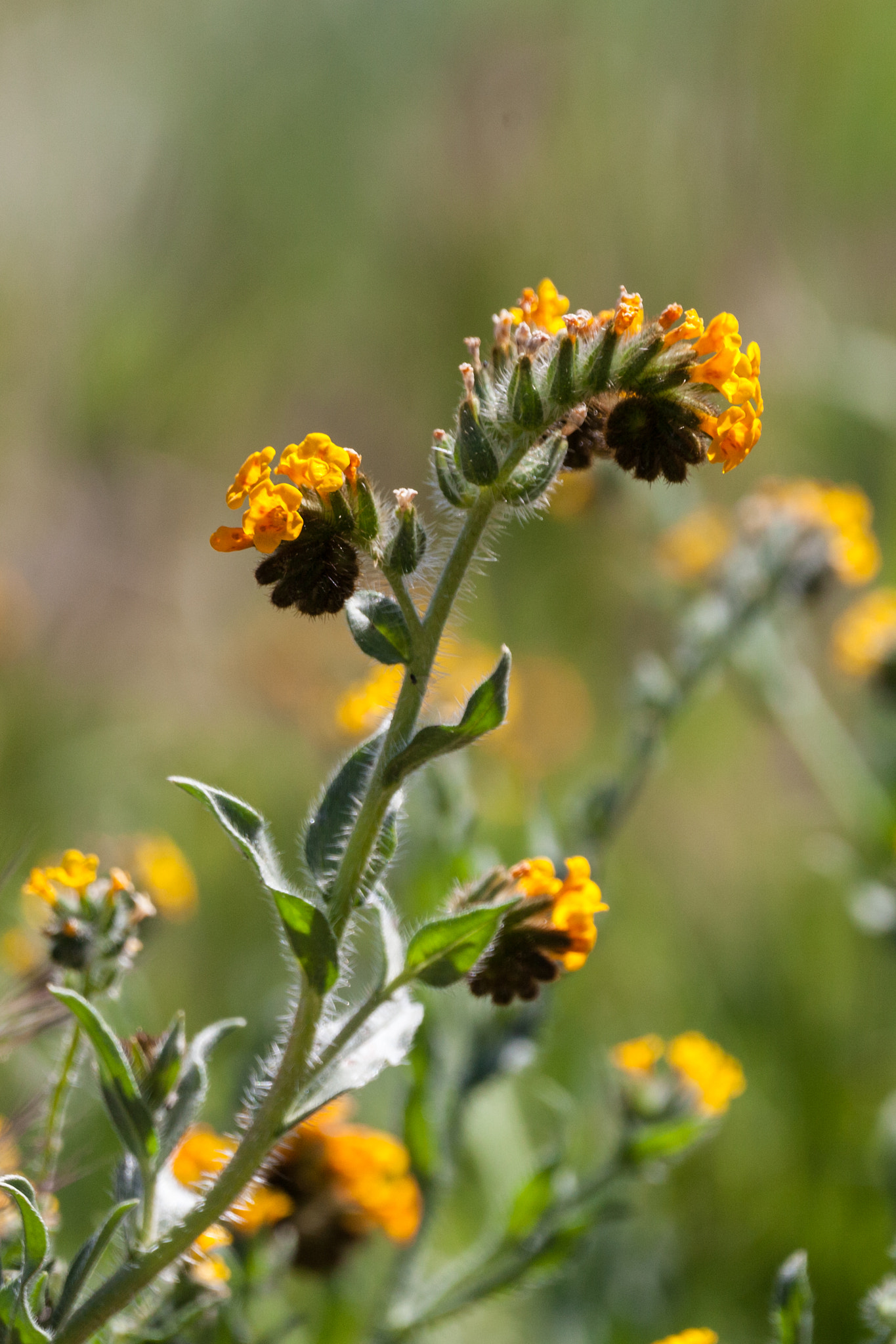 150-600mm F5-6.3 DG OS HSM | Contemporary 015 sample photo. Fiddleneck photography