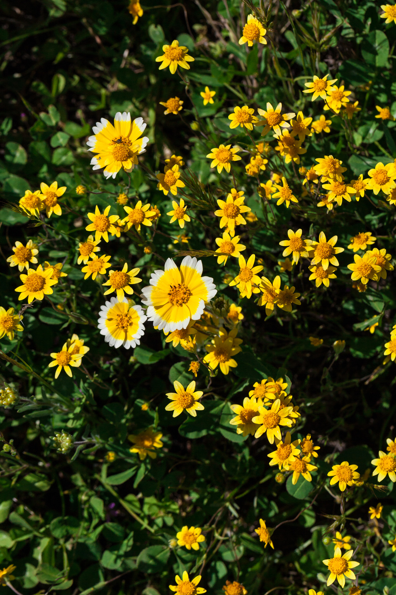 Canon EF 100mm F2.8L Macro IS USM sample photo. Tiddytips & goldfields photography