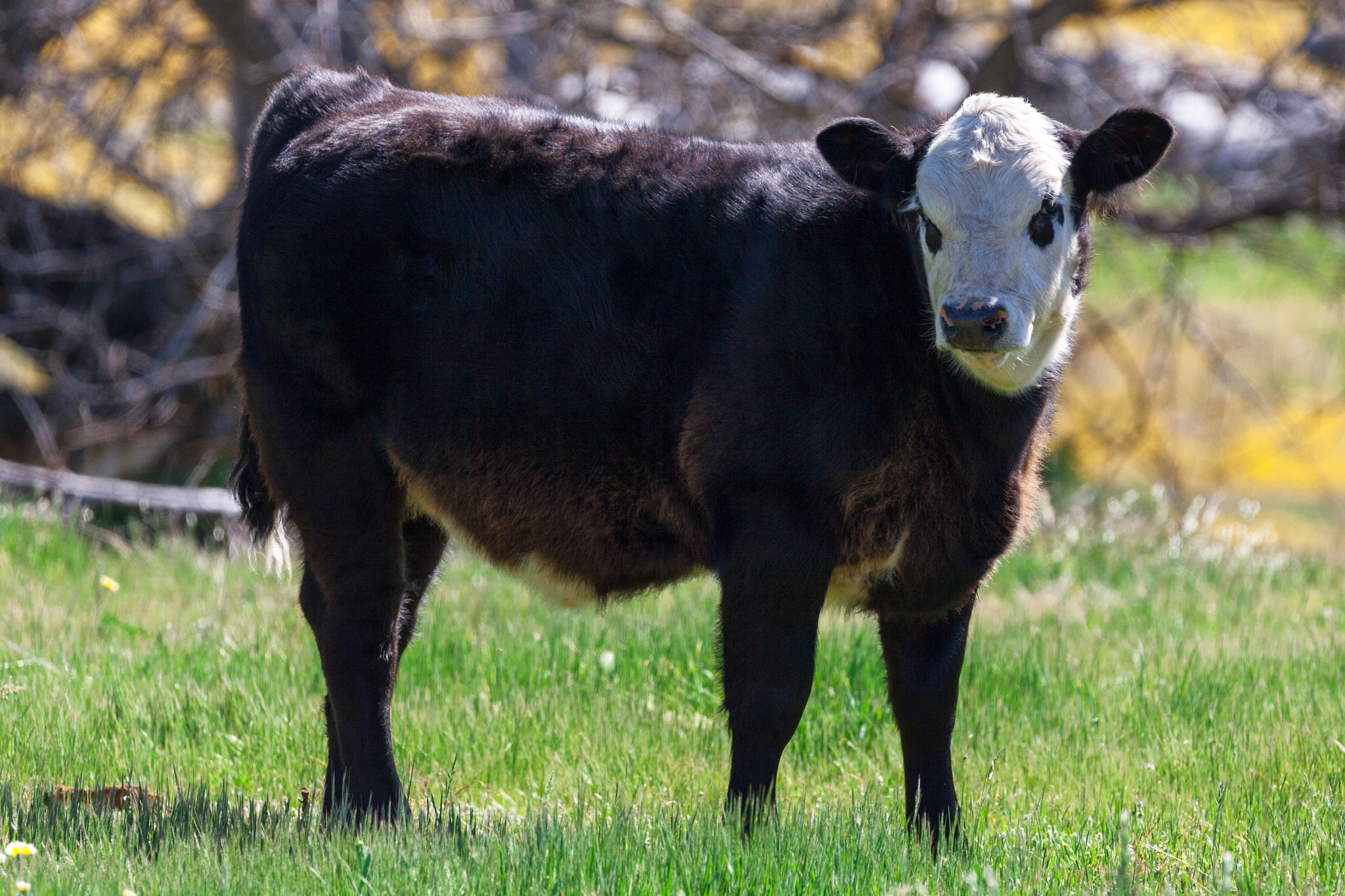 150-600mm F5-6.3 DG OS HSM | Contemporary 015 sample photo. Cow photography