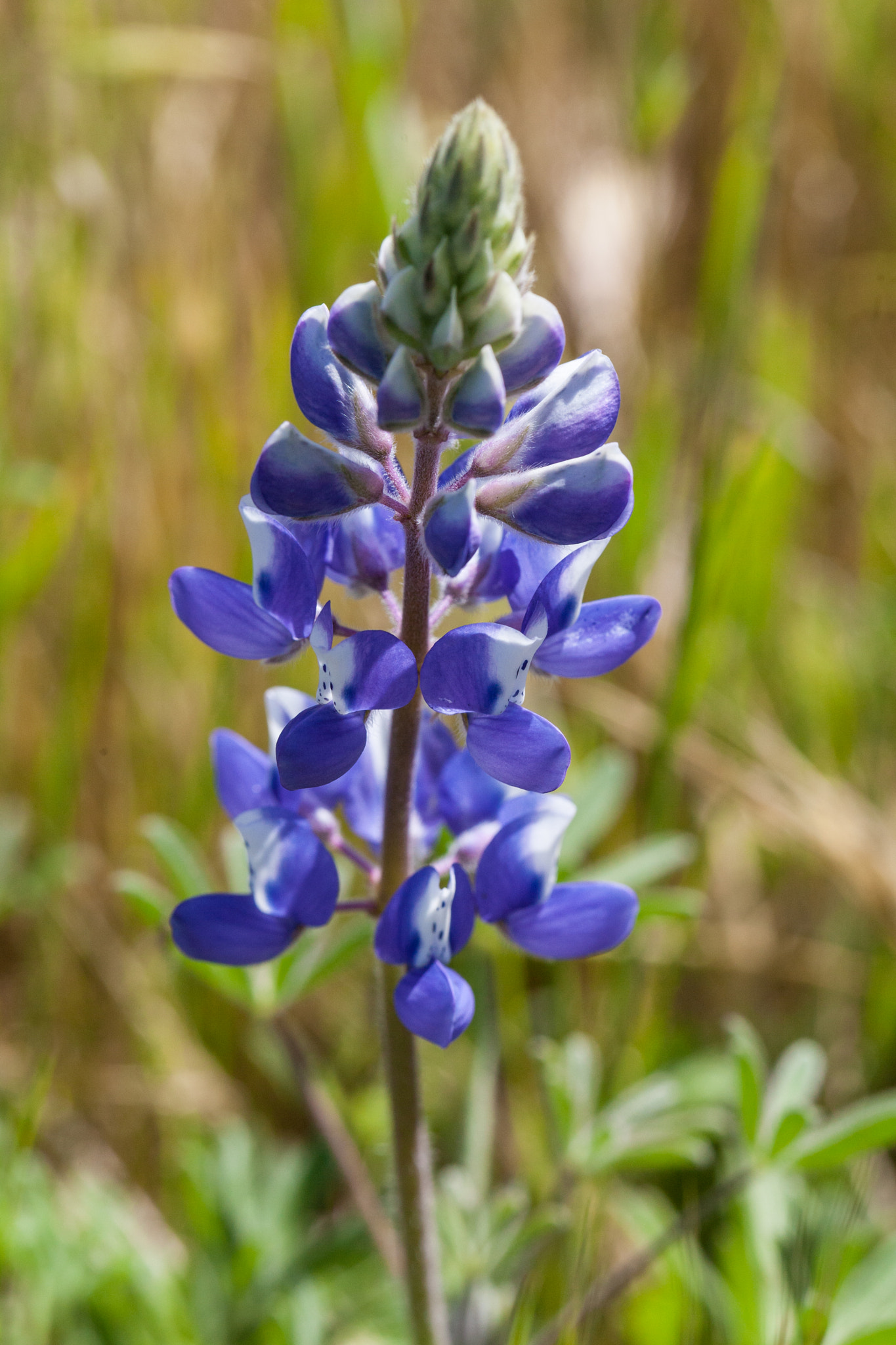 Canon EF 100mm F2.8L Macro IS USM sample photo. Lupine photography
