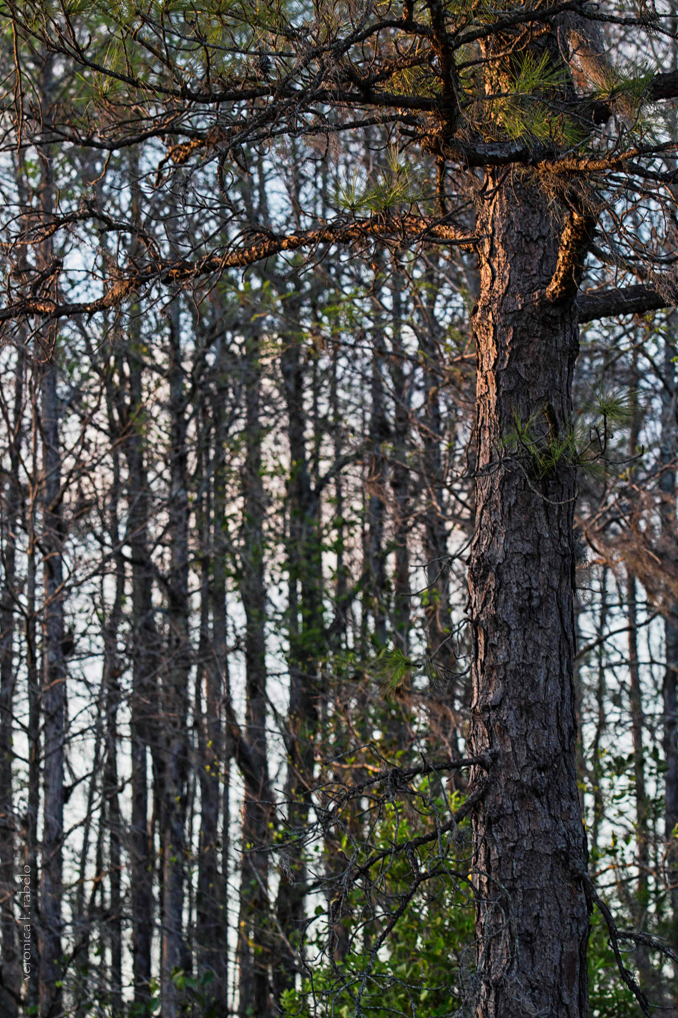 Canon EF 70-200mm F2.8L USM sample photo