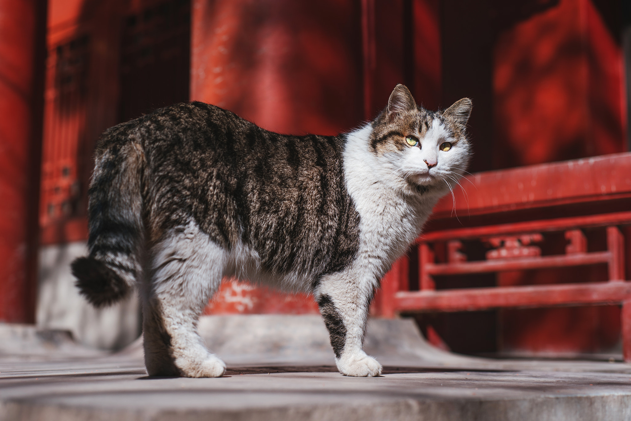 Nikon D750 + Nikon AF Nikkor 50mm F1.8D sample photo. Stray cat of the forbidden city photography