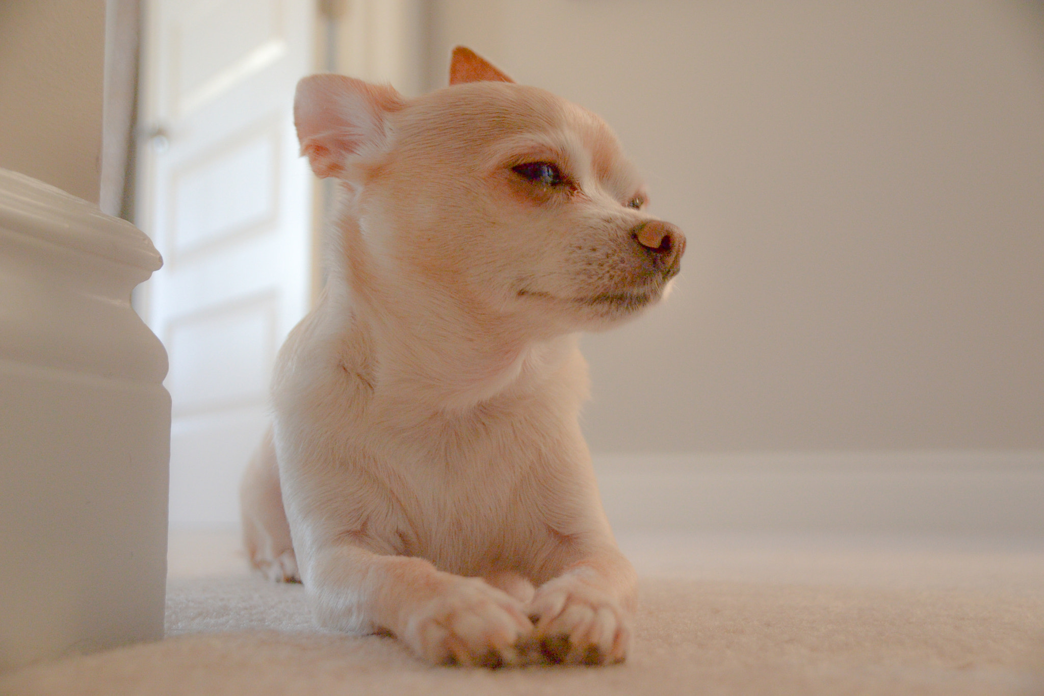 Sigma 18-250mm F3.5-6.3 DC Macro OS HSM sample photo. Deep thoughts.... photography