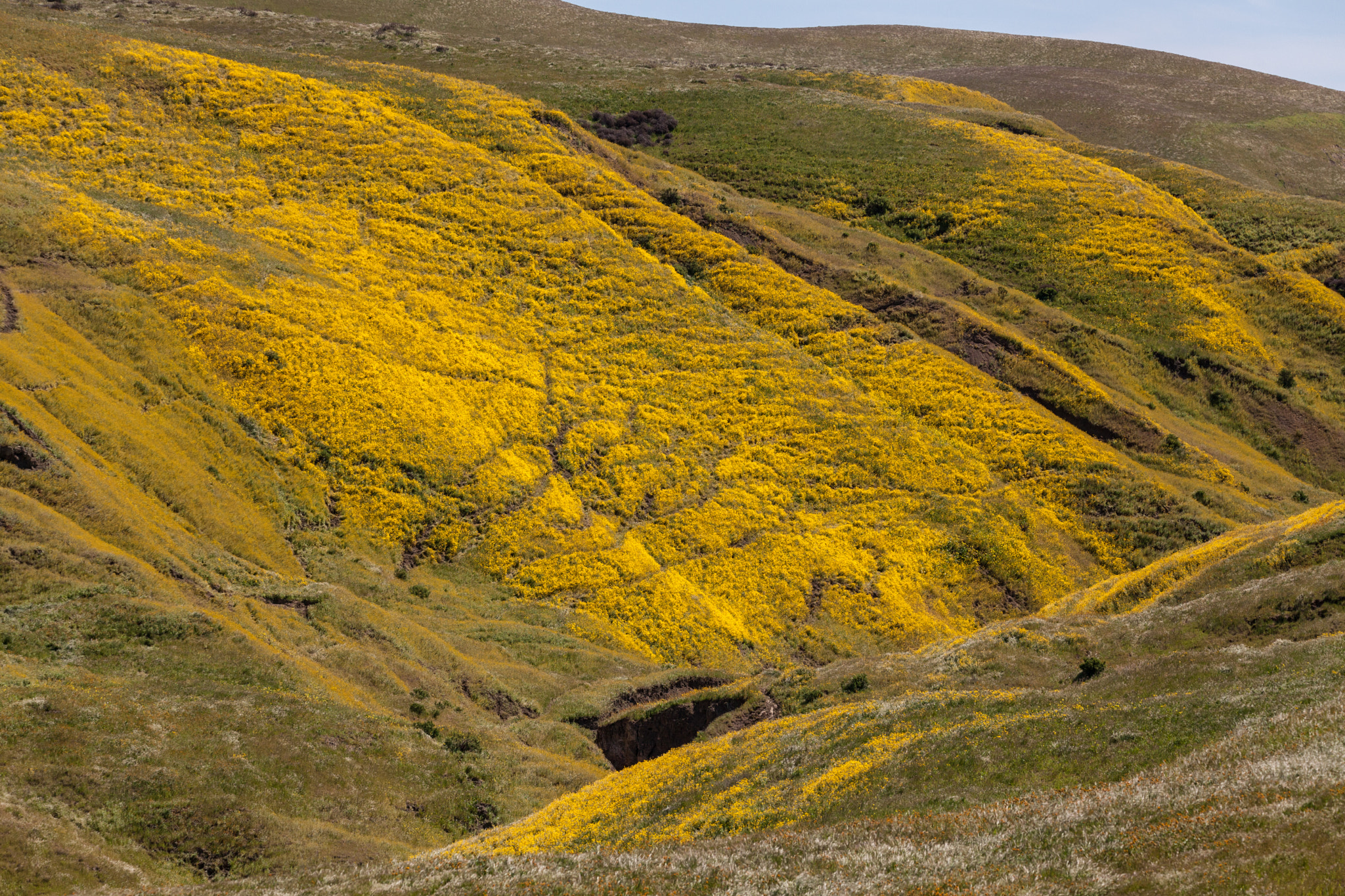 150-600mm F5-6.3 DG OS HSM | Contemporary 015 sample photo. Trails through mustard photography