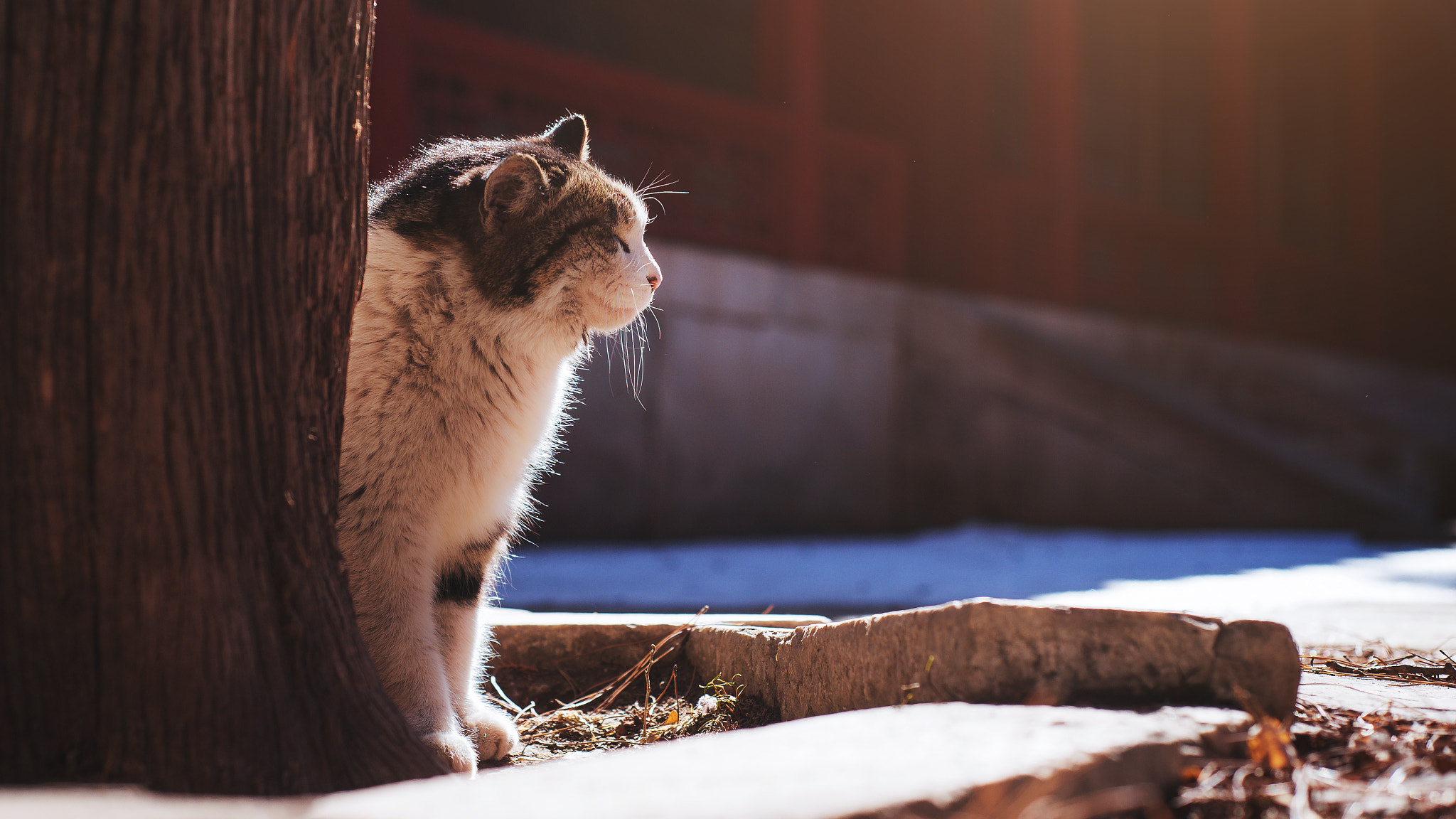 Nikon D750 + Nikon AF Nikkor 50mm F1.8D sample photo. Stray cat of the forbidden city photography