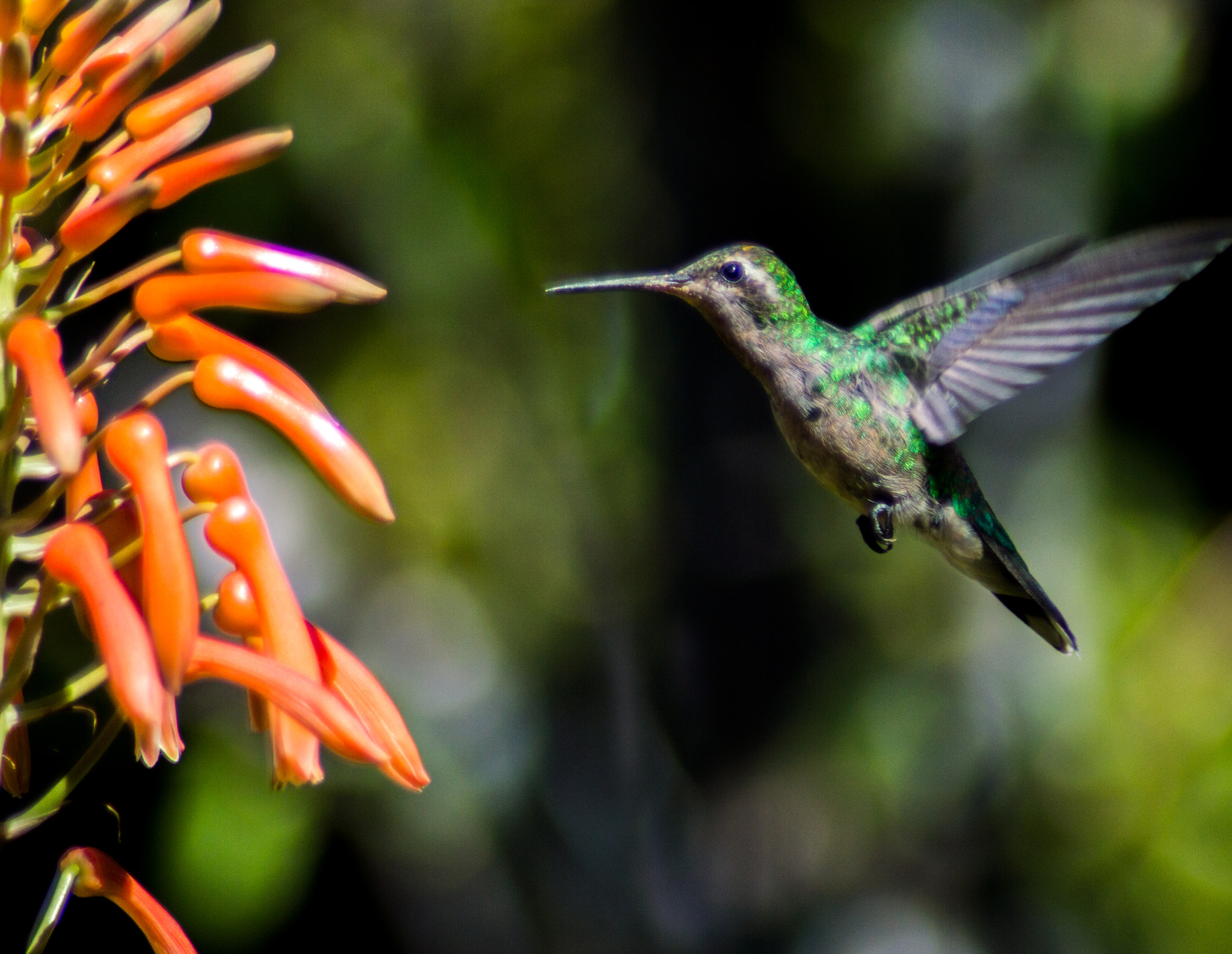 Nikon D3200 sample photo. Captura photography