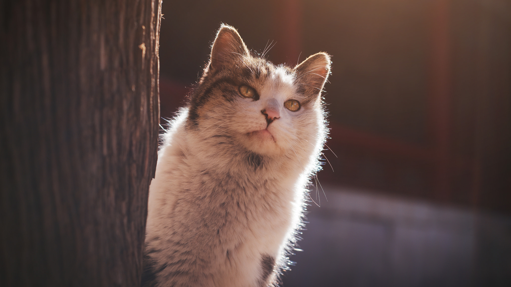 Nikon D750 + Nikon AF Nikkor 50mm F1.8D sample photo. Stray cat of the forbidden city photography