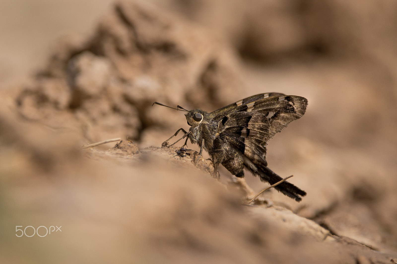 Sigma 150-600mm F5-6.3 DG OS HSM | C sample photo. Dsc photography