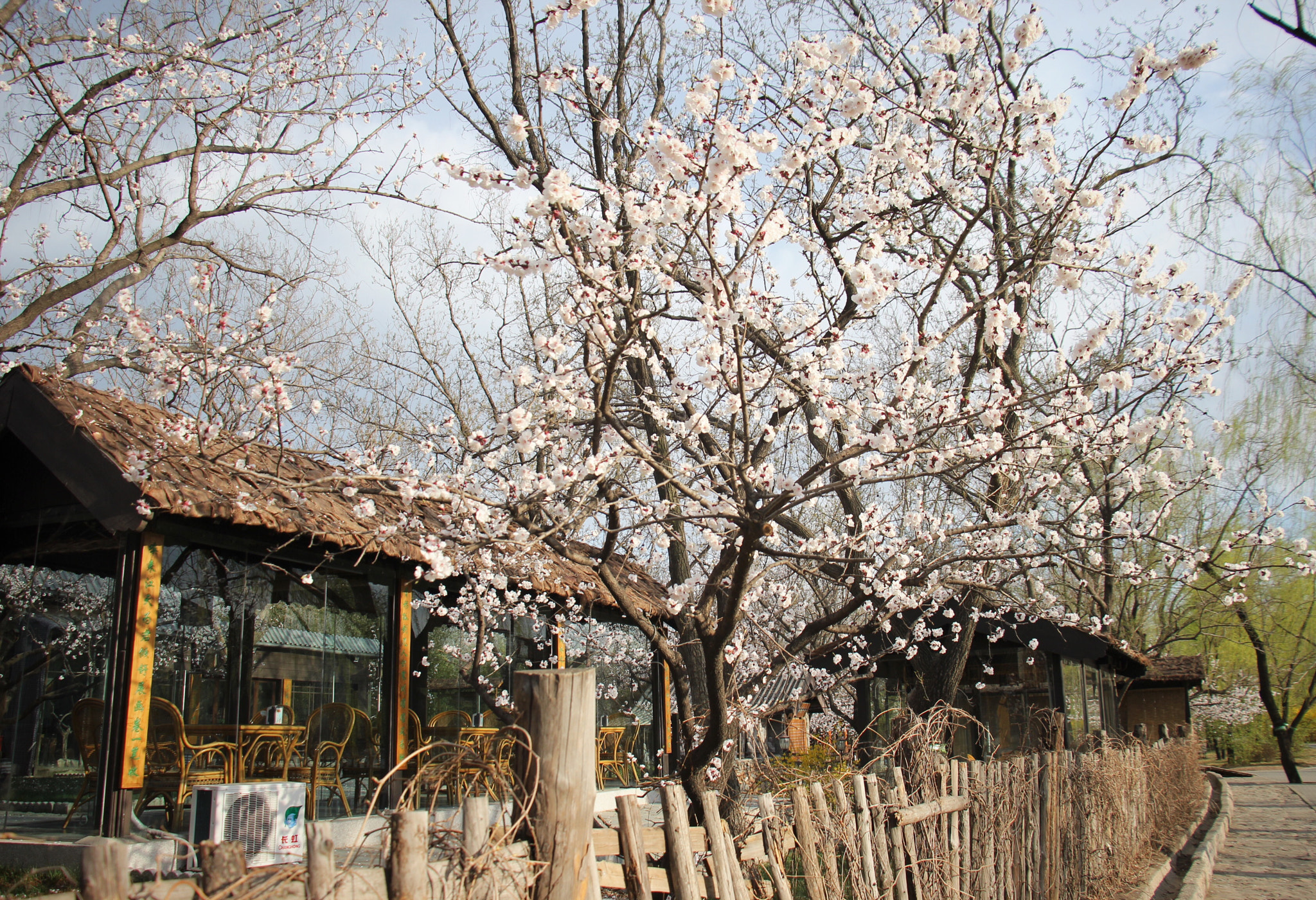 Canon EOS 600D (Rebel EOS T3i / EOS Kiss X5) sample photo. Flowering cherry inbeijing botanical garden photography