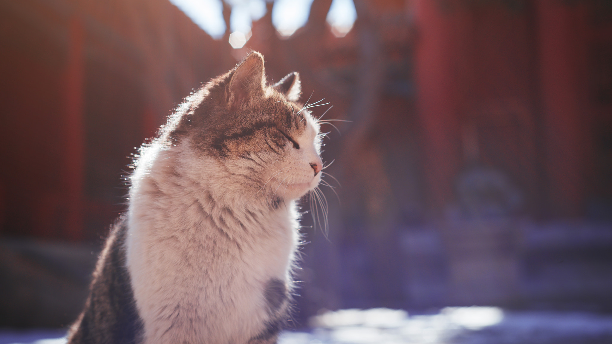 Nikon D750 + Nikon AF Nikkor 50mm F1.8D sample photo. Stray cat of the forbidden city photography