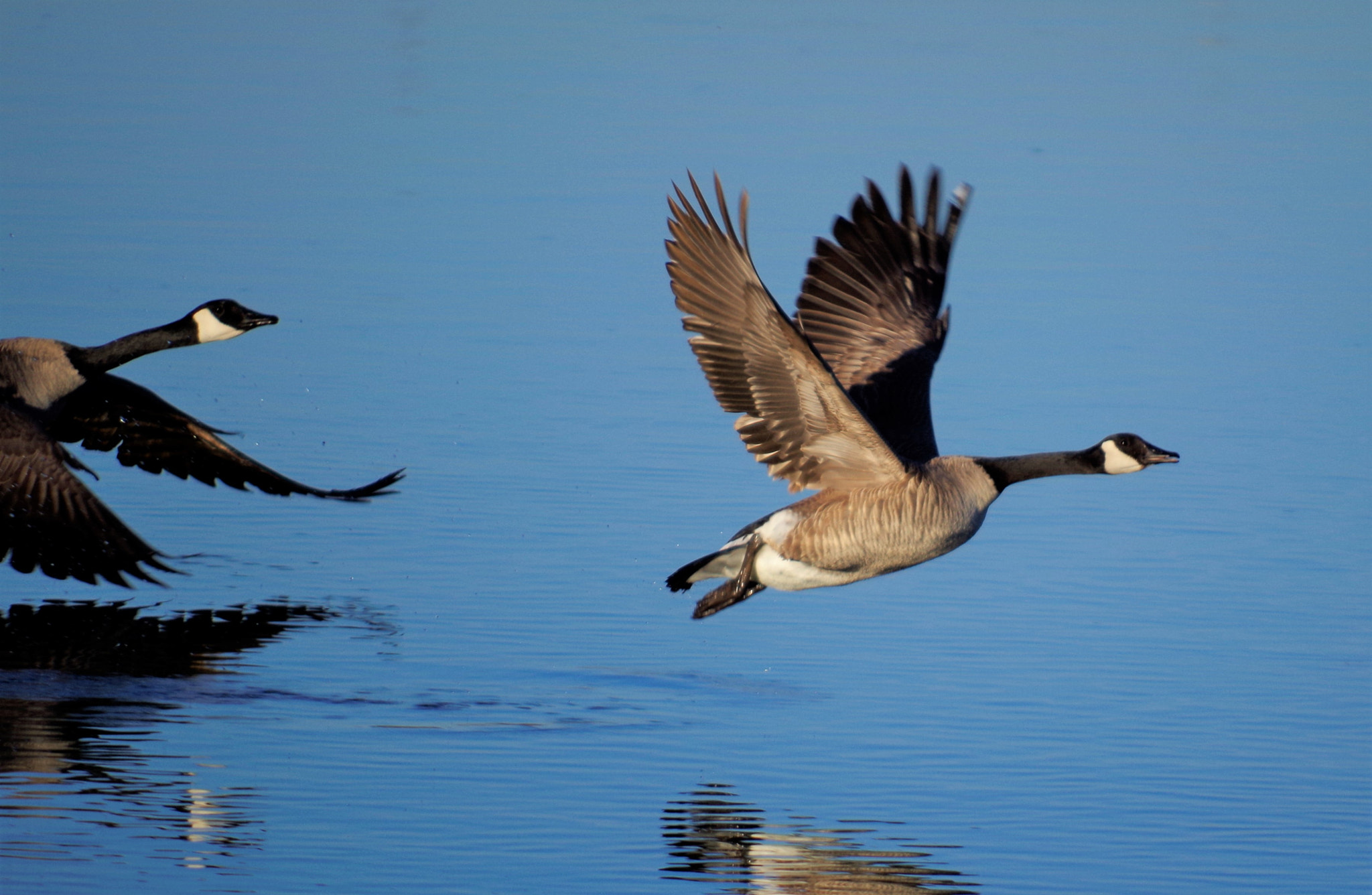 smc PENTAX-DA L 55-300mm F4-5.8 ED sample photo. Flight photography