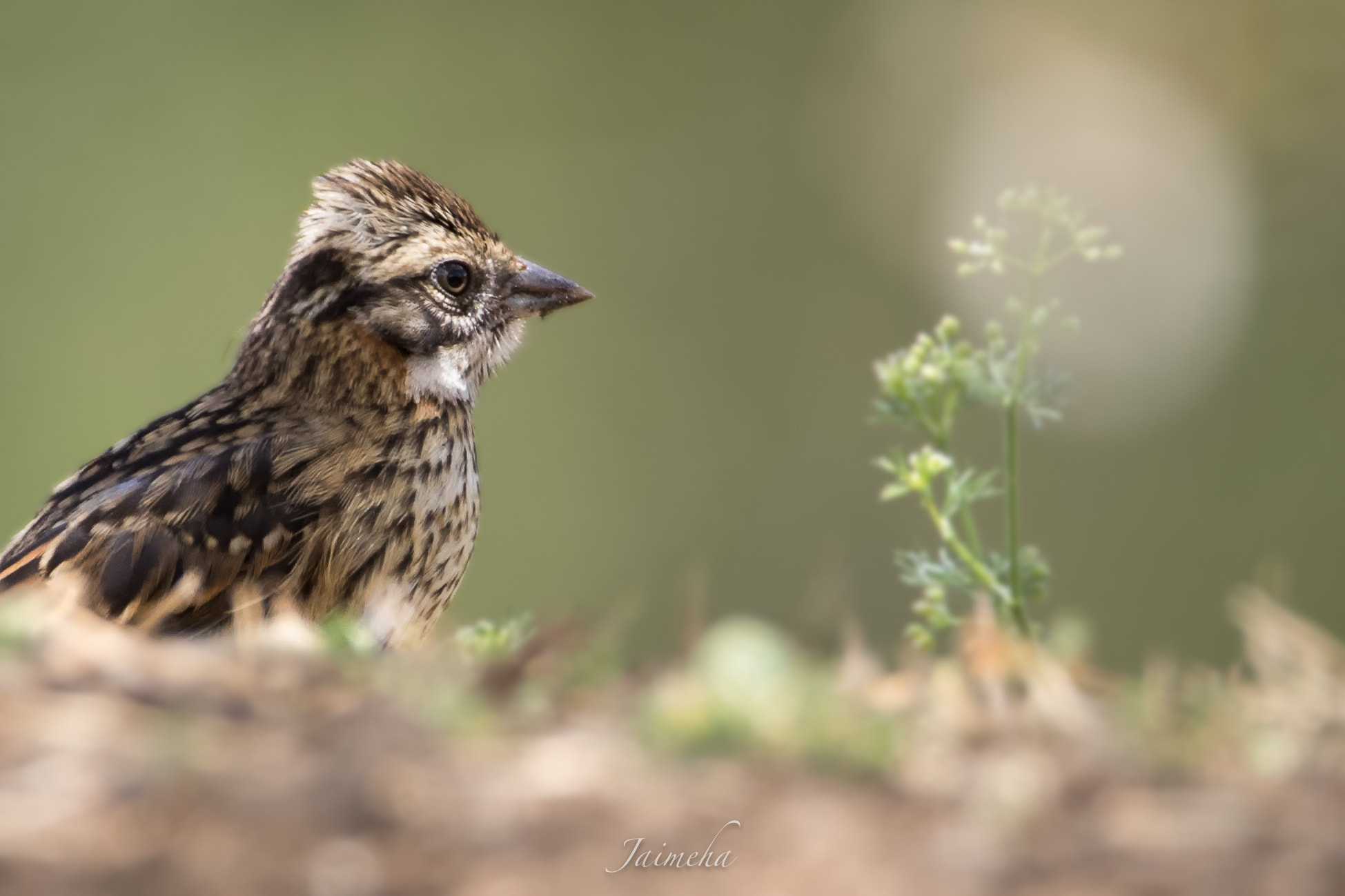 150-600mm F5-6.3 DG OS HSM | Contemporary 015 sample photo. Rufous-collared sparrow (young) photography