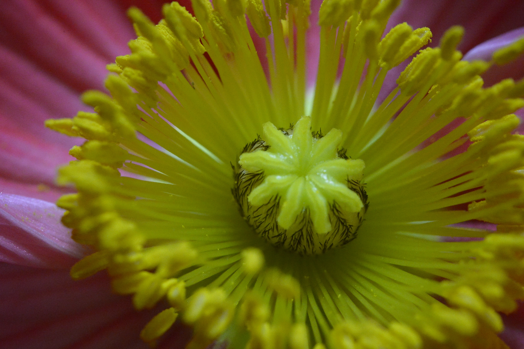 Nikon AF-S Micro-Nikkor 60mm F2.8G ED sample photo. Poppy photography