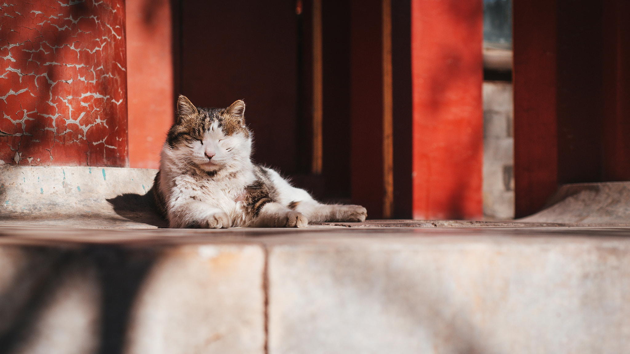 Nikon D750 + Nikon AF Nikkor 50mm F1.8D sample photo. Stray cat of the forbidden city photography