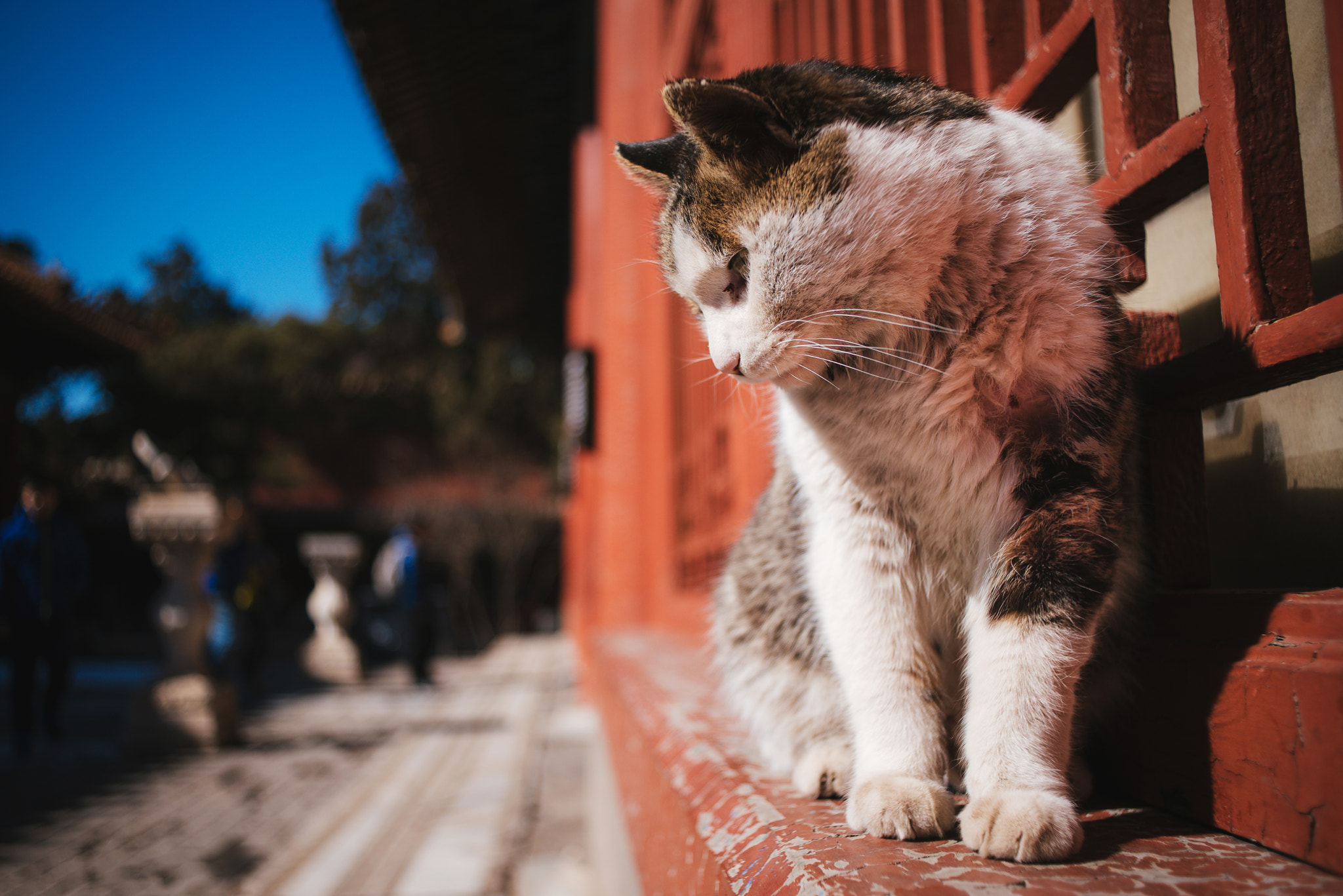 Nikon D750 sample photo. Stray cat of the forbidden city photography