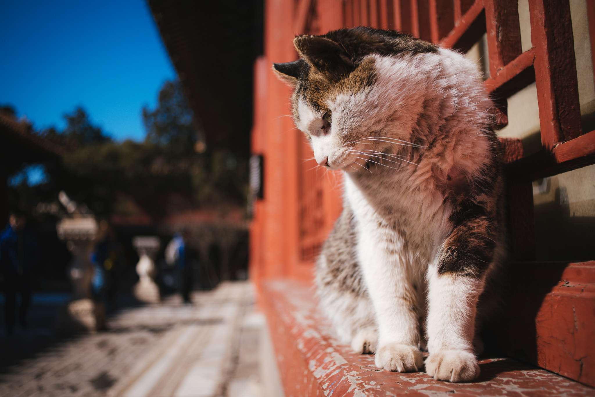 Nikon D750 + AF Nikkor 28mm f/2.8 sample photo. Stray cat of the forbidden city photography