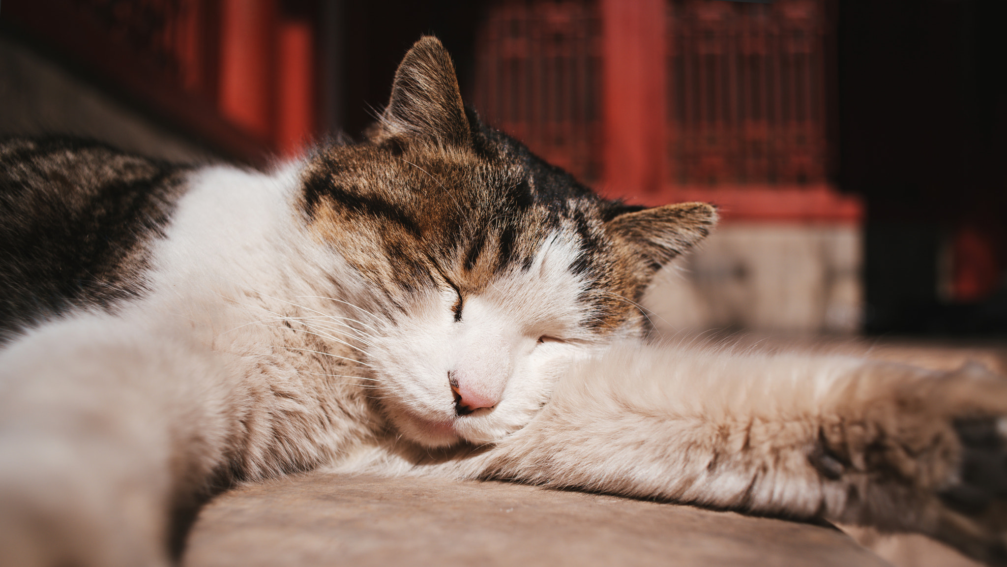 Nikon D750 + AF Nikkor 28mm f/2.8 sample photo. Stray cat of the forbidden city photography