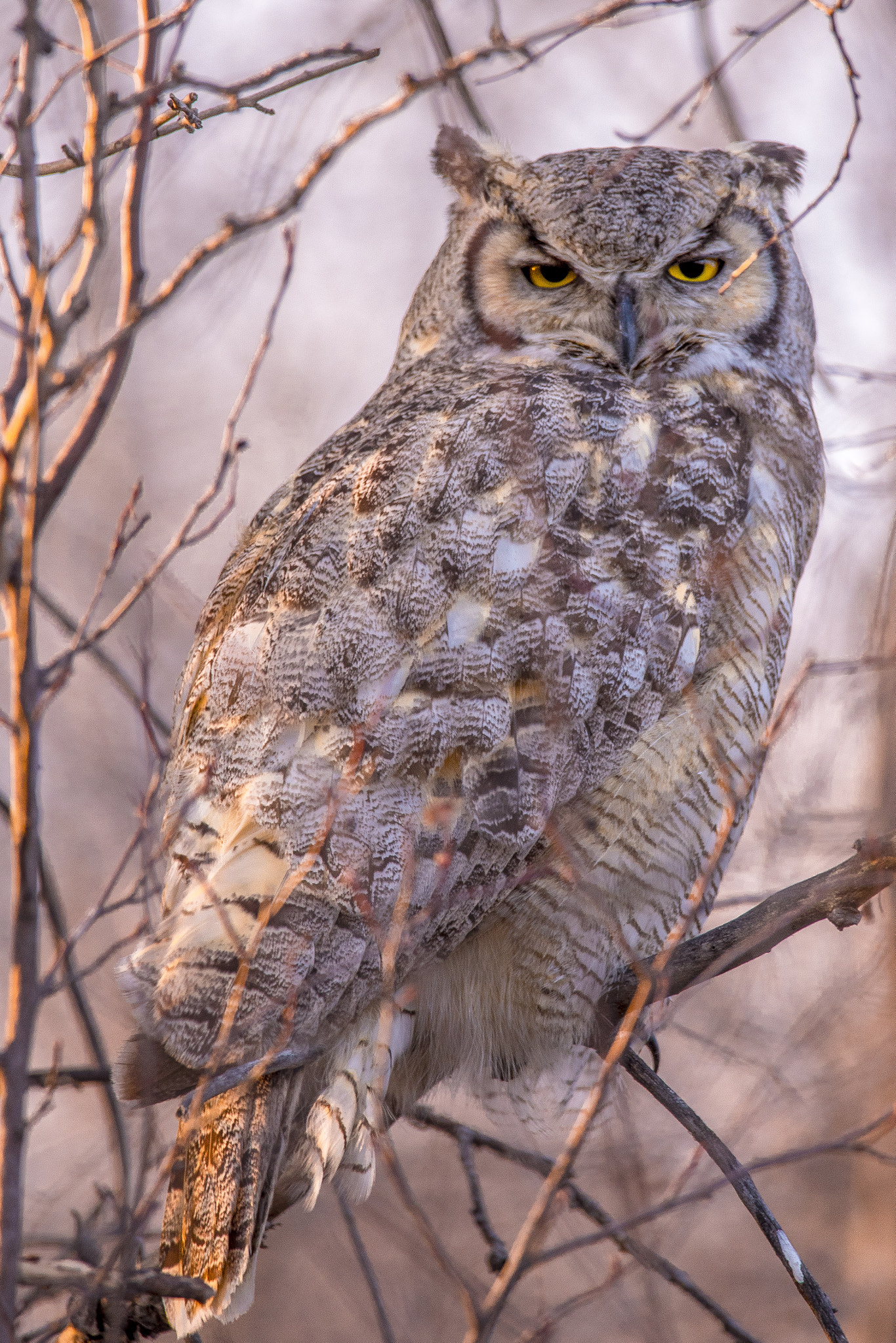 Nikon D750 sample photo. Owl photography