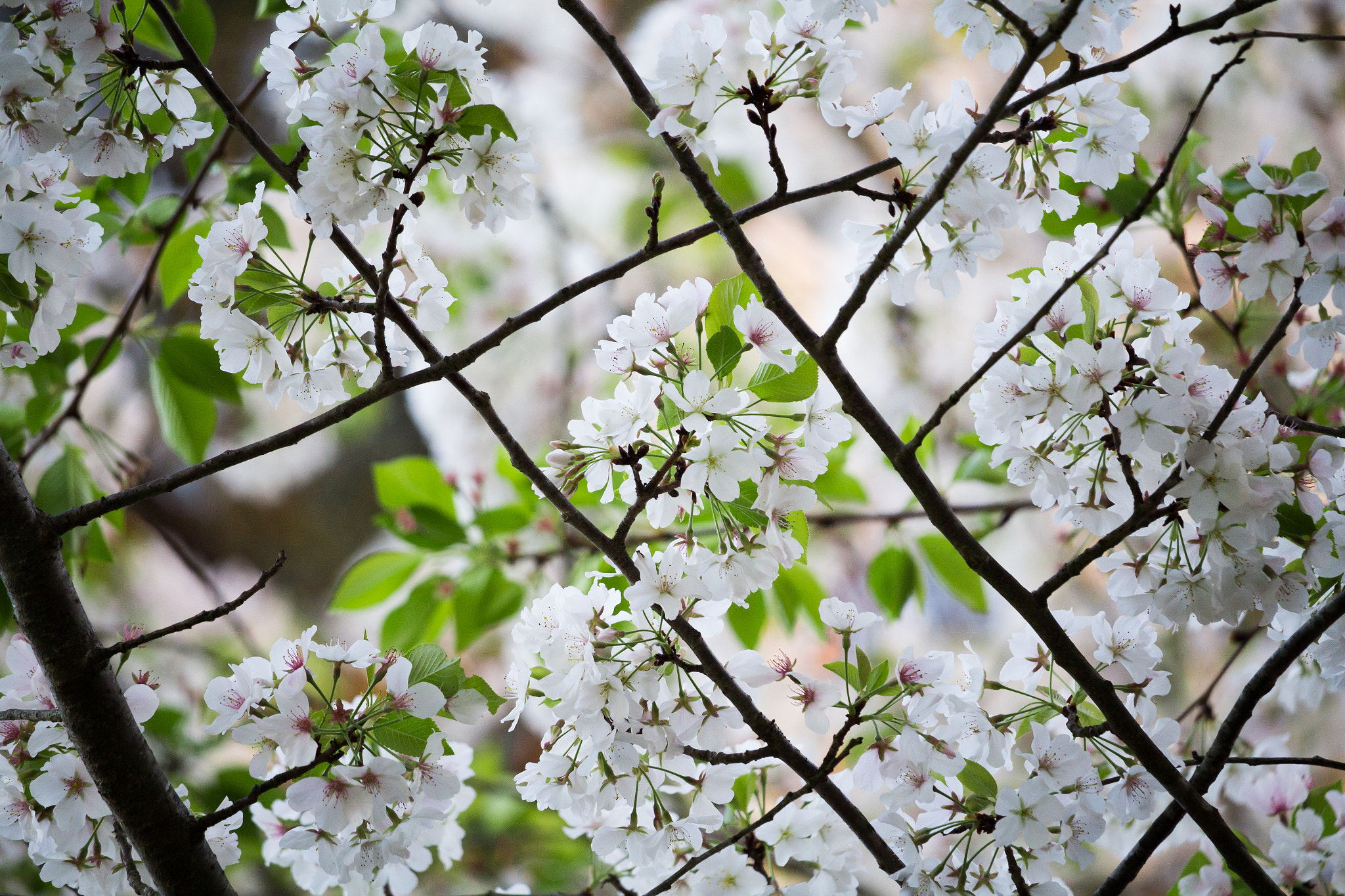 Canon EOS 100D (EOS Rebel SL1 / EOS Kiss X7) sample photo. Spring blossoms photography