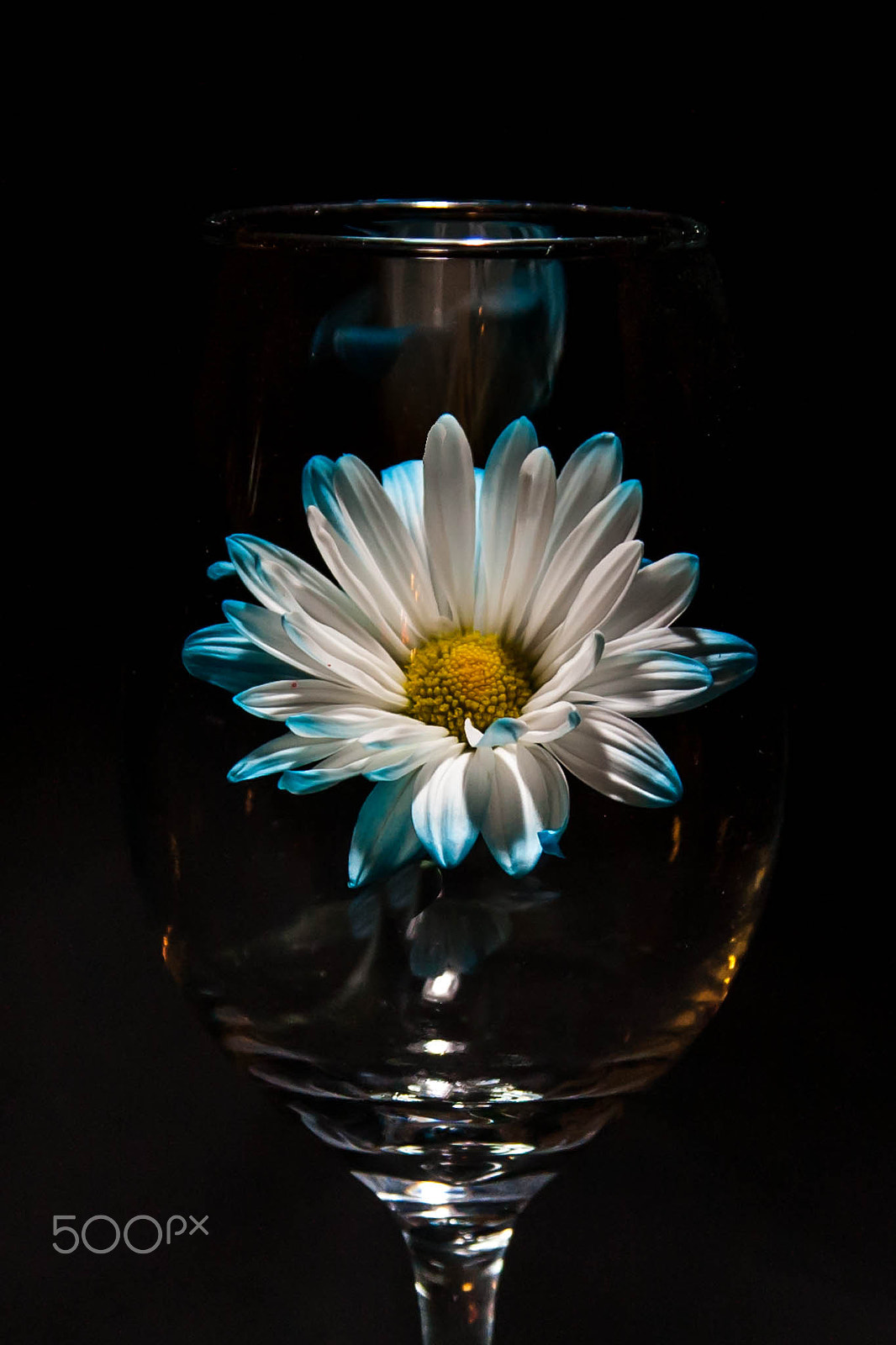 Canon EOS 5D sample photo. The suspended flower photography