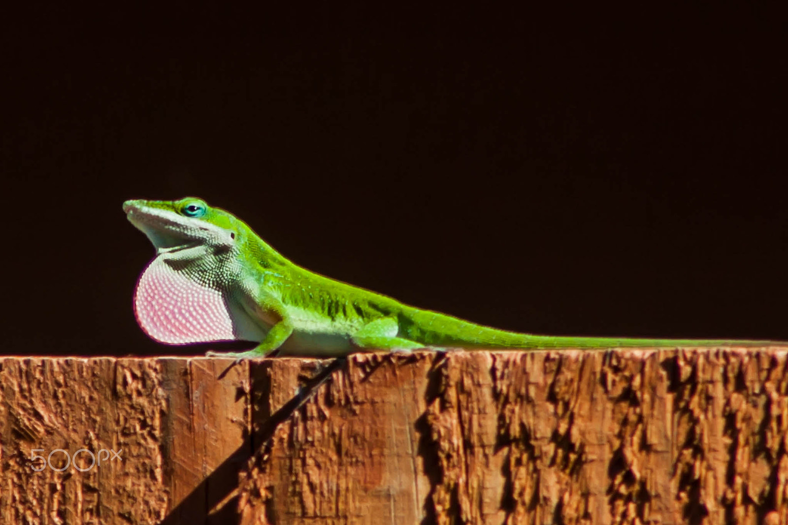 Canon EOS 5D + EF75-300mm f/4-5.6 sample photo. The lizard photography