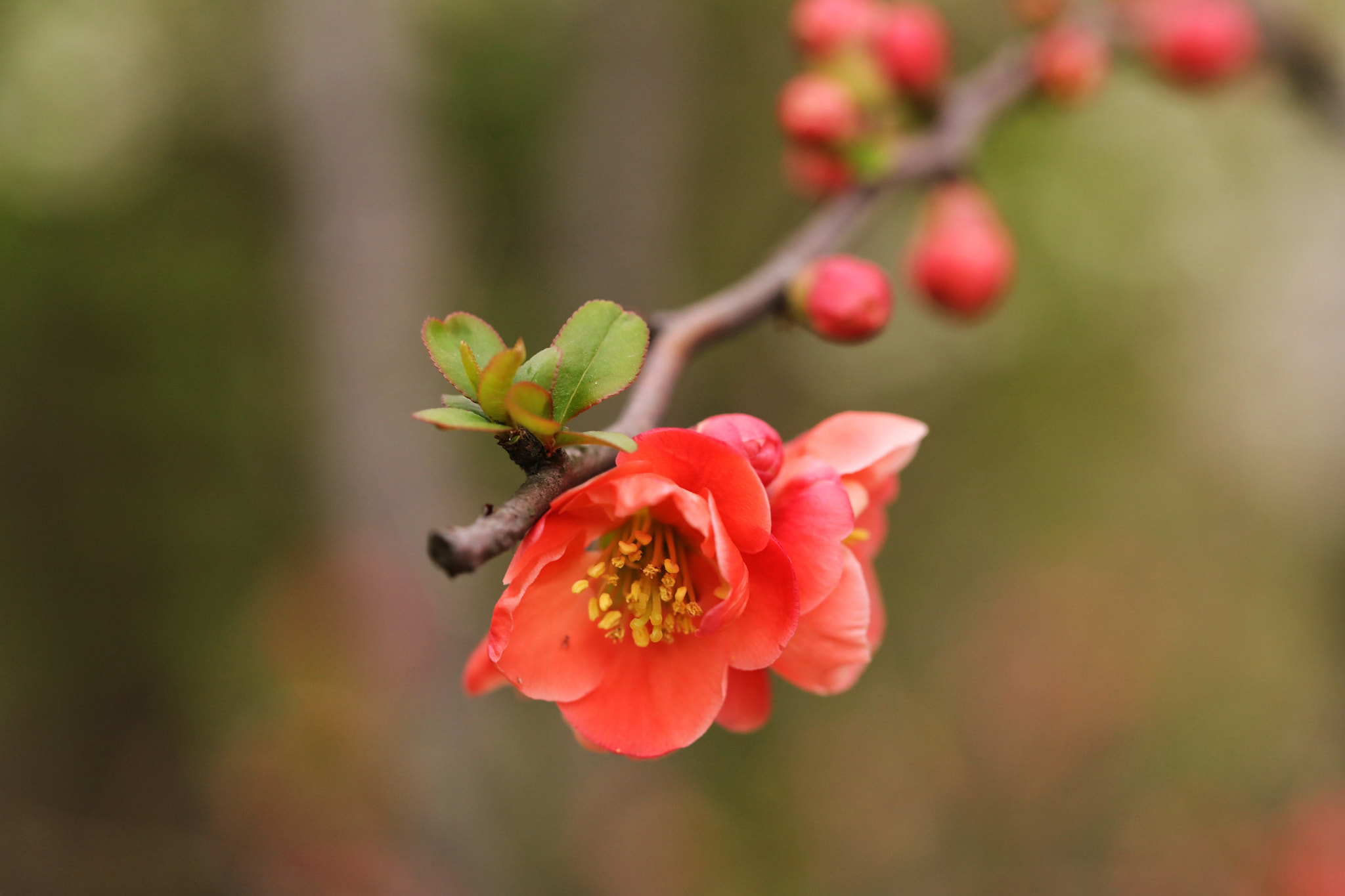 Canon EF 100mm F2.8L Macro IS USM sample photo