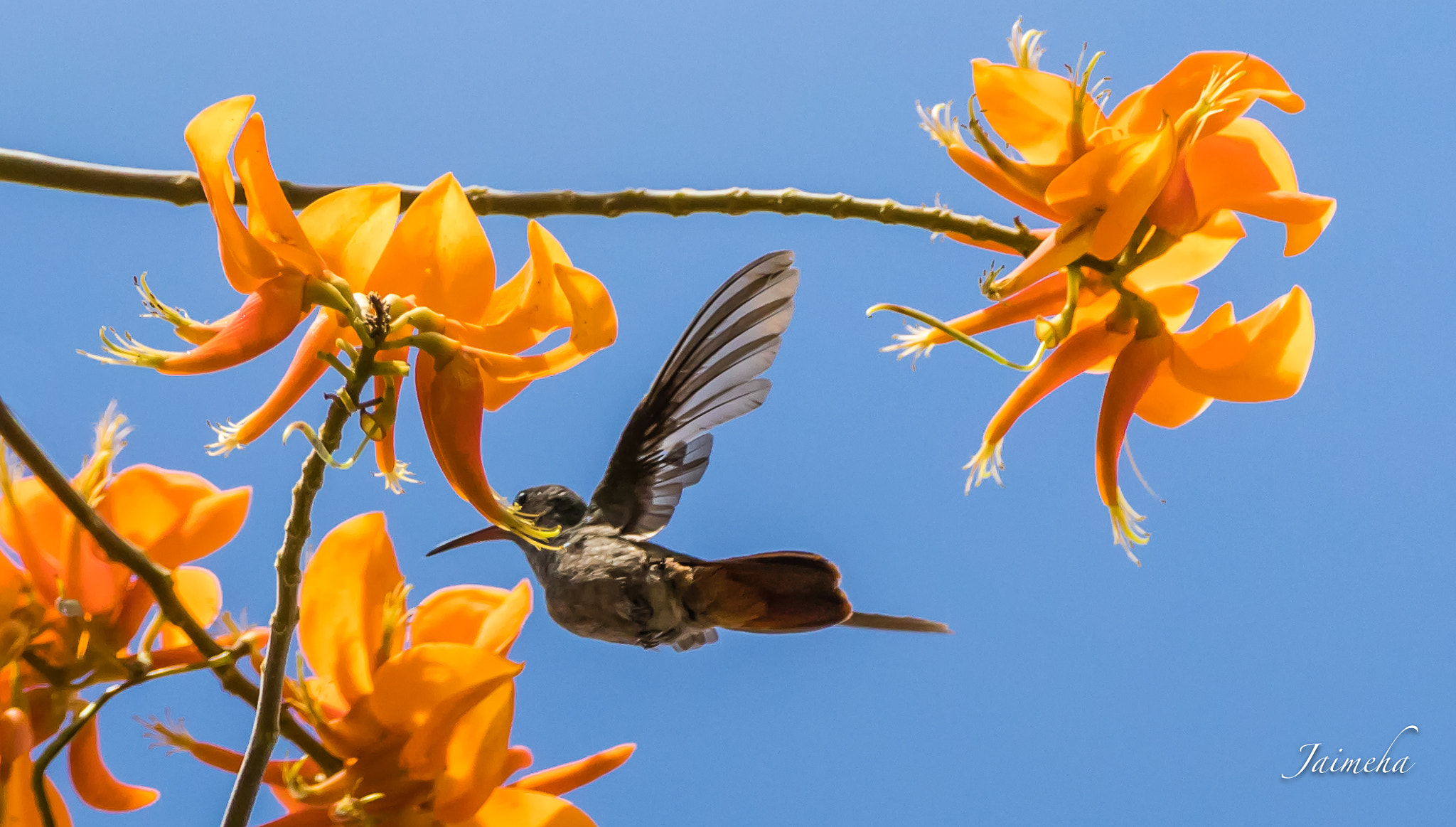 150-600mm F5-6.3 DG OS HSM | Contemporary 015 sample photo. Giant poró and hummingbird photography