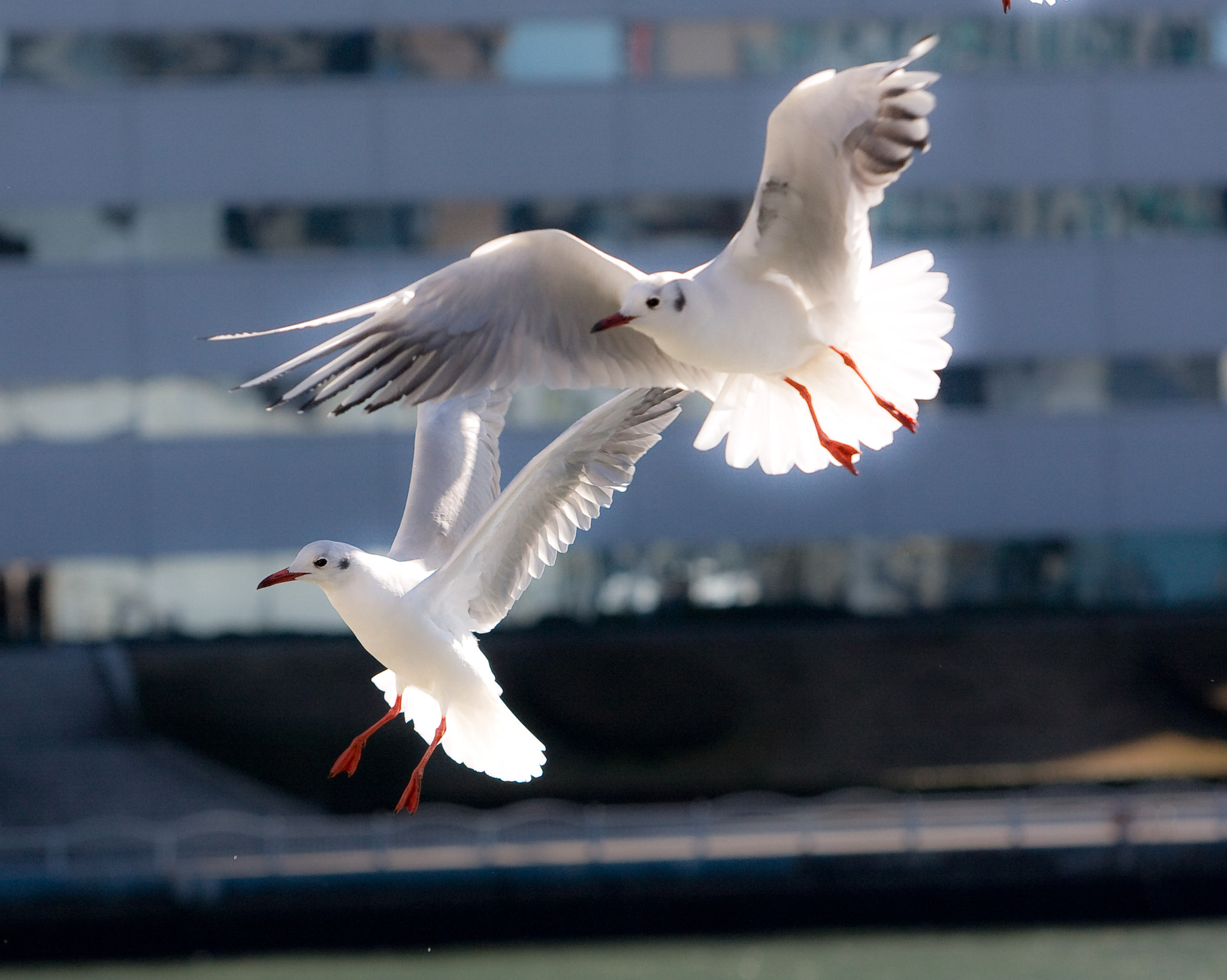 Canon EF 70-200mm F2.8L USM sample photo. -4664.jpg photography
