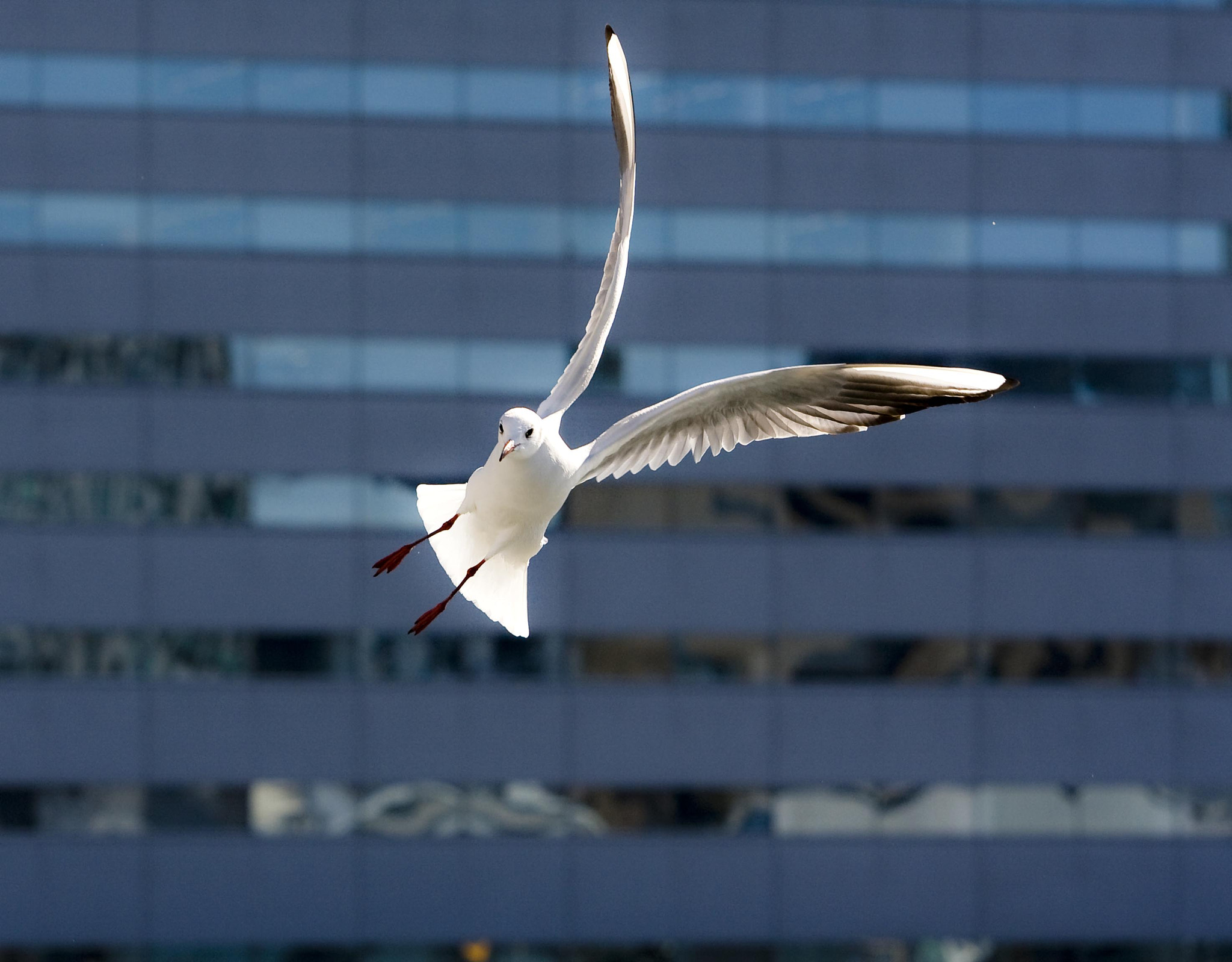 Canon EF 70-200mm F2.8L USM sample photo. Img photography