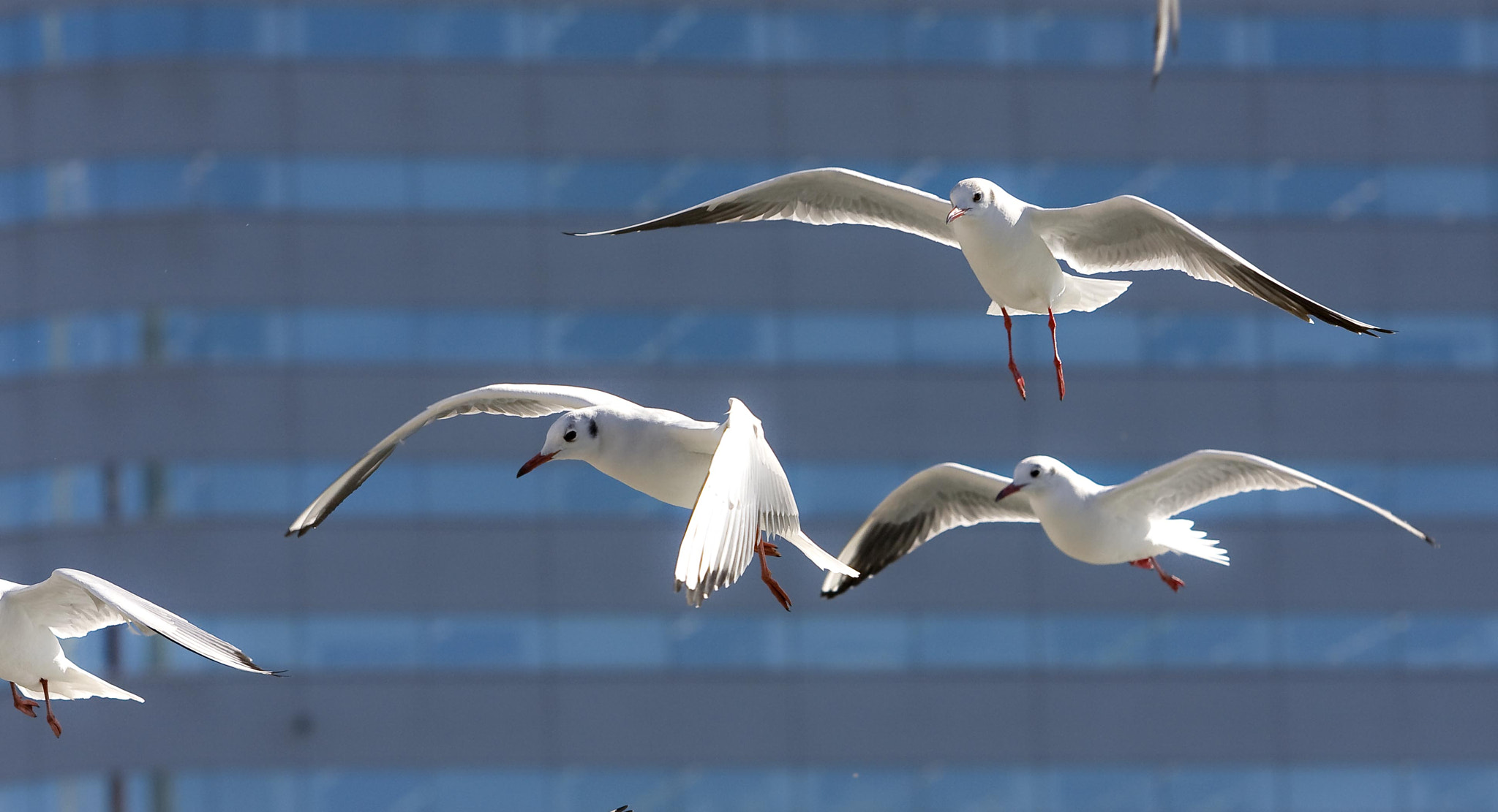 Canon EF 70-200mm F2.8L USM sample photo. Img photography