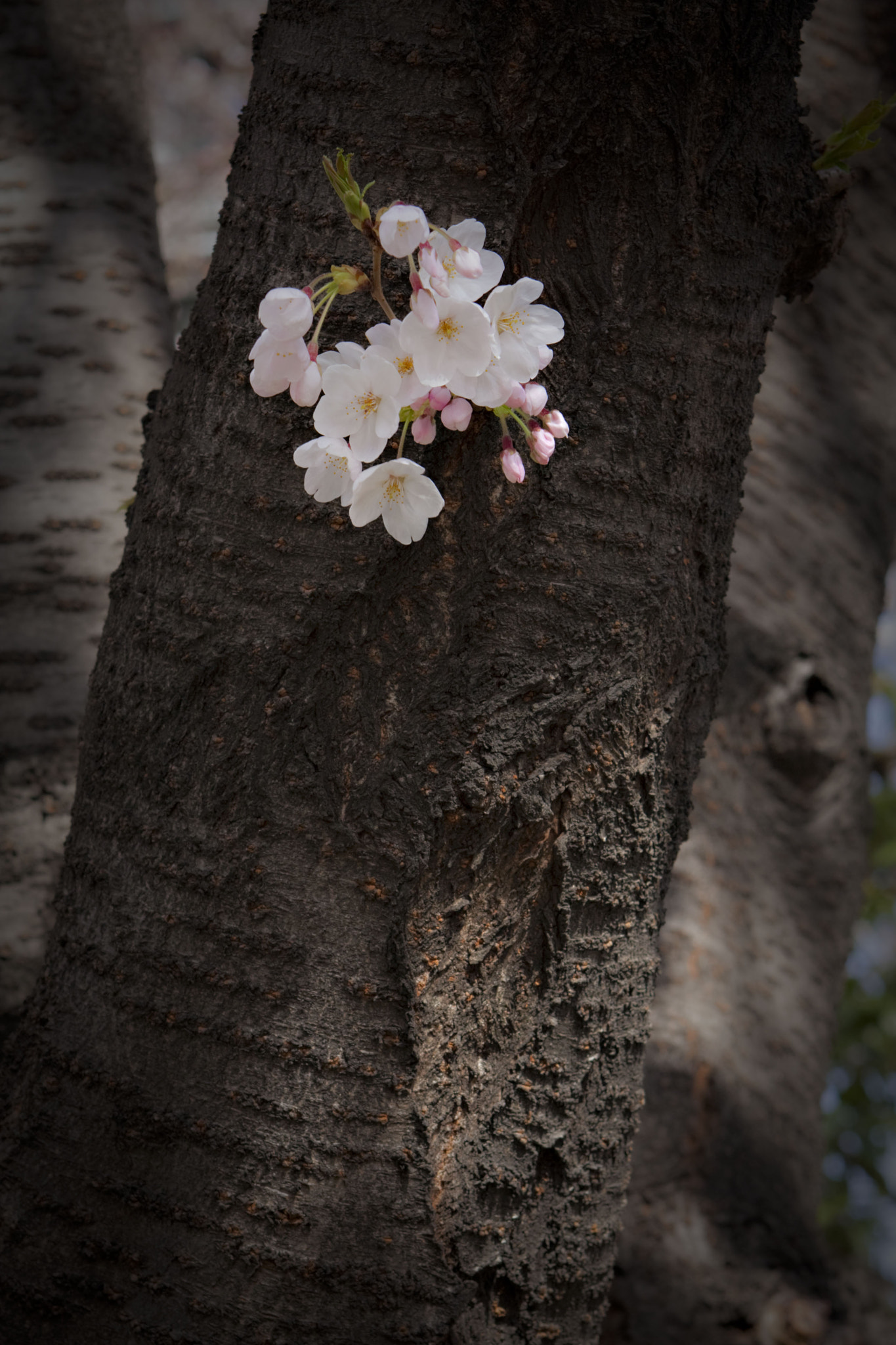 Canon EOS 40D + EF28-70mm f/2.8L USM sample photo. Img photography