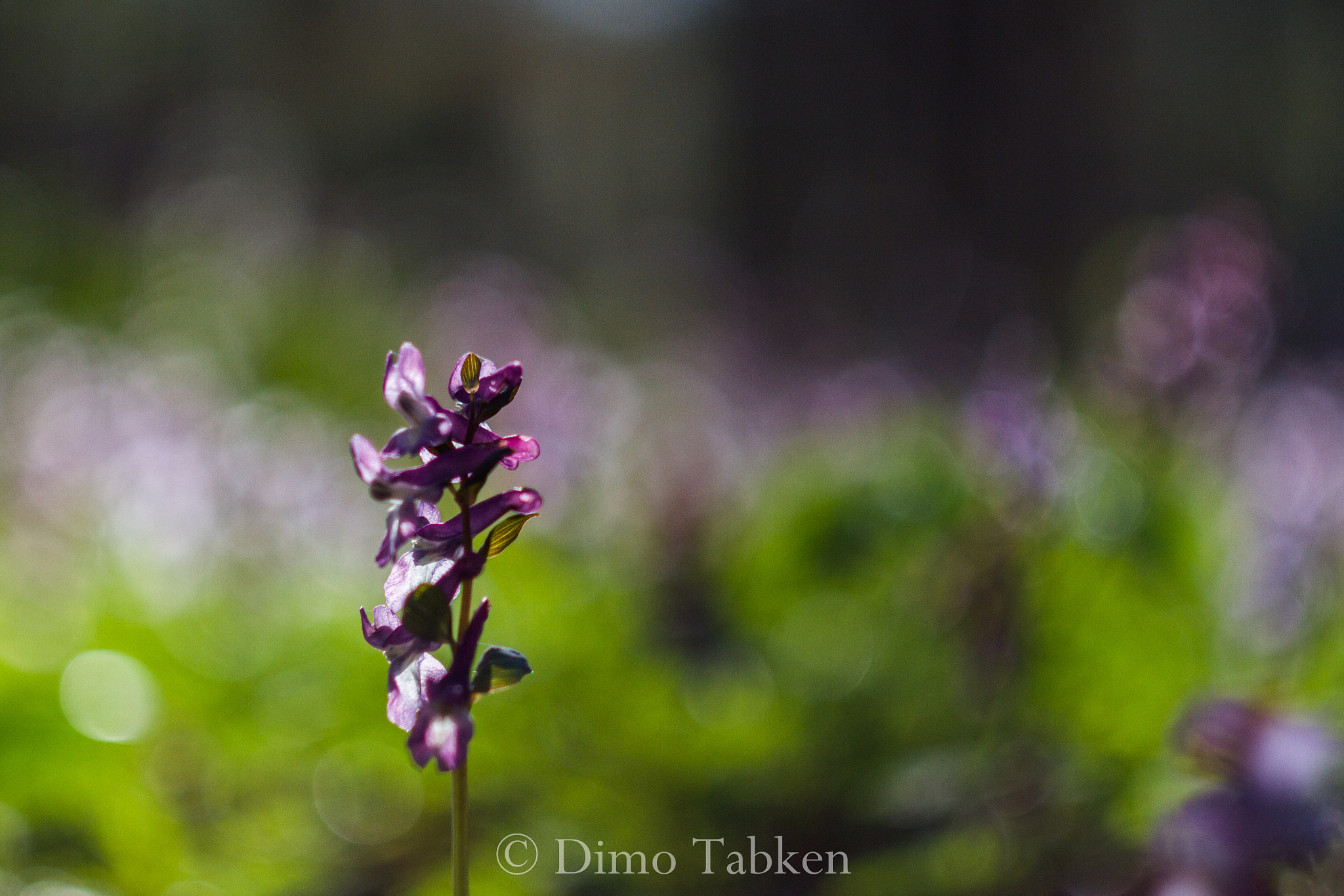 Canon EOS 7D sample photo. The magic of old lenses helios 44-2 photography
