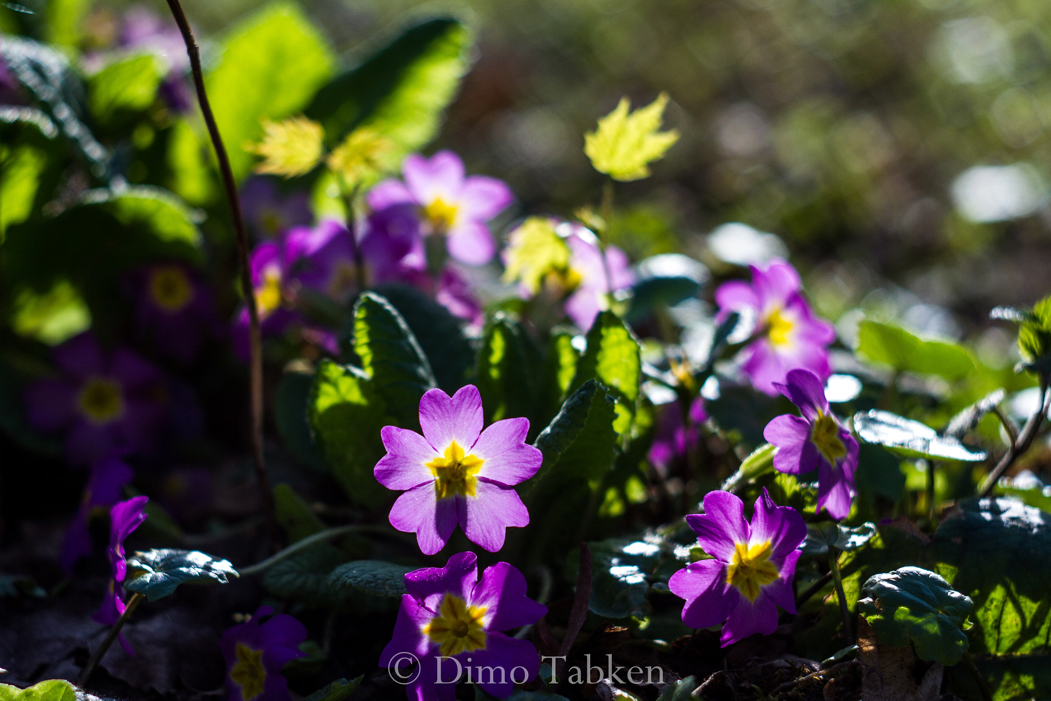Canon EF 35-80mm f/4-5.6 sample photo. The magic of old lenses helios 44-2 photography