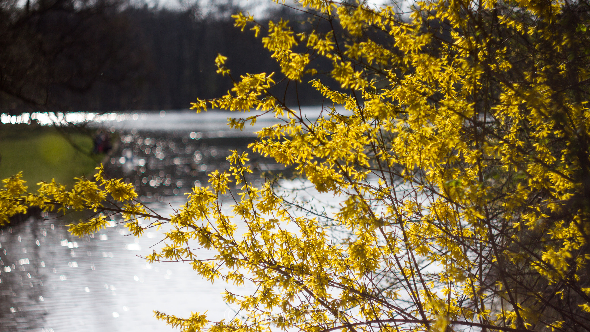 Canon EF 35-80mm f/4-5.6 sample photo. The magic of old lenses helios 44-2 photography