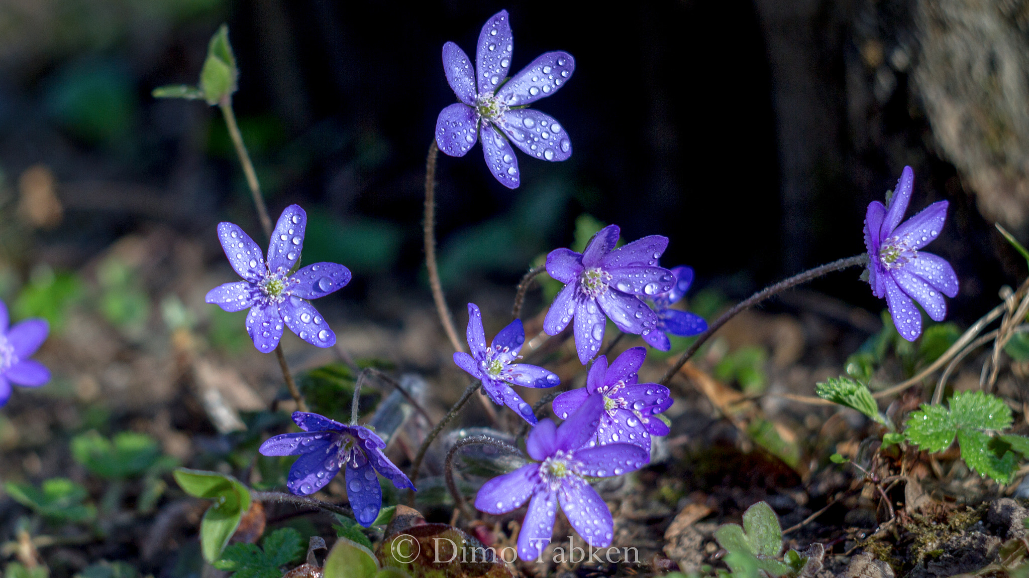 Canon EF 35-80mm f/4-5.6 sample photo. The magic of old lenses helios 44-2 photography