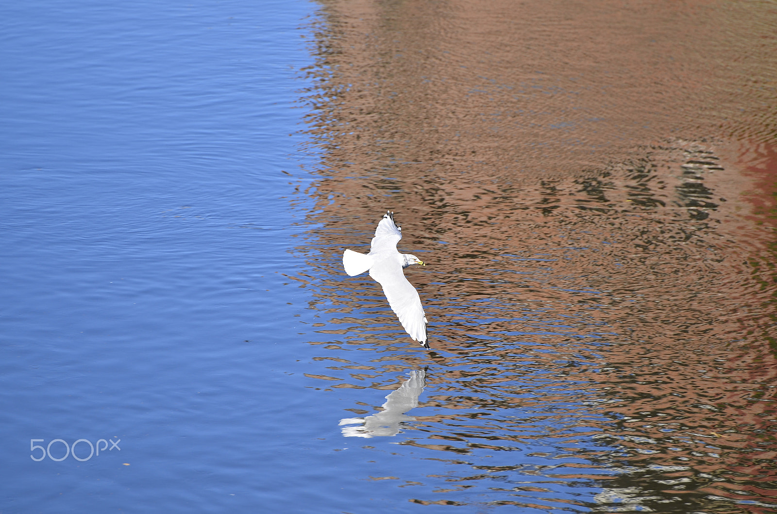 Nikon AF-S Nikkor 70-200mm F2.8G ED VR II sample photo. Fly photography