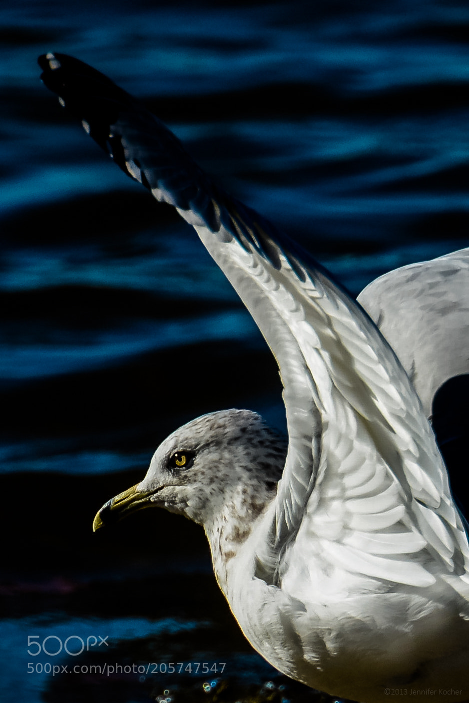 Nikon D600 sample photo. Gull wing photography
