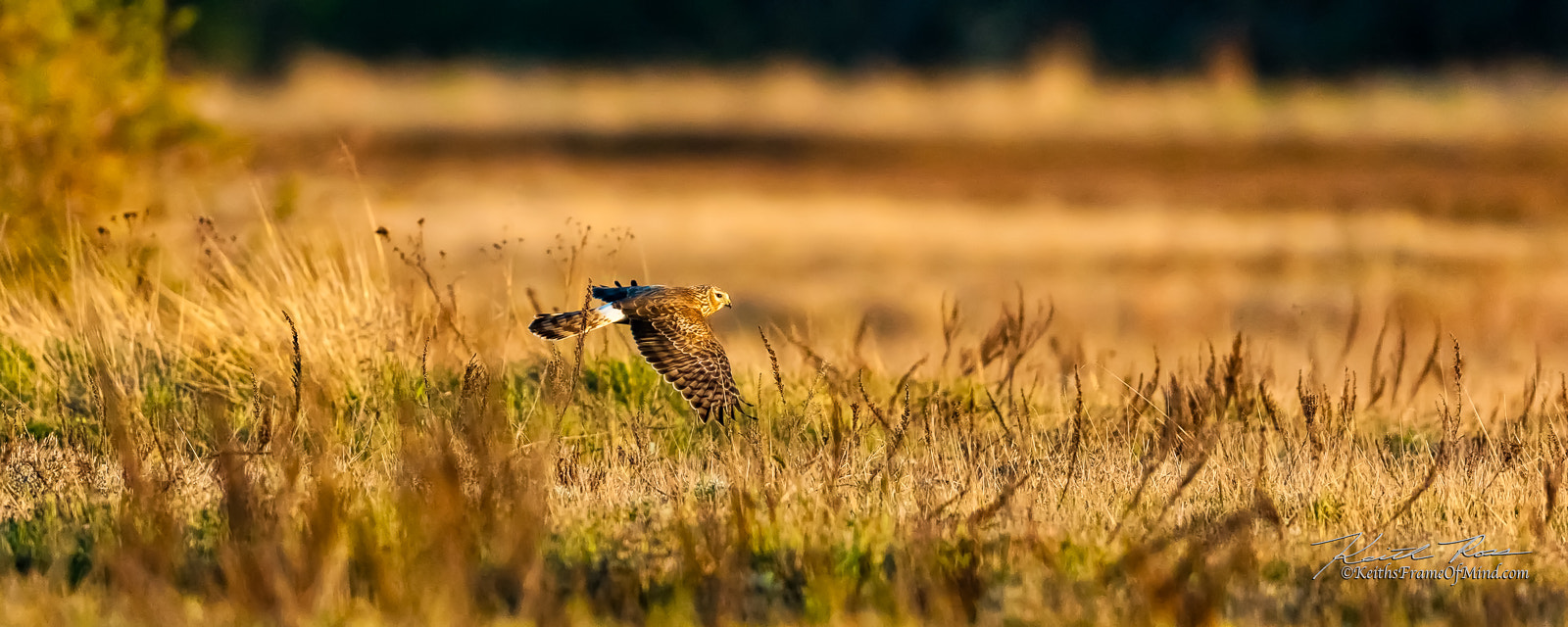 Canon EOS 5DS sample photo. 264. northern harrier photography