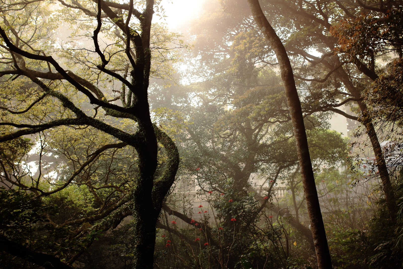 Canon EOS 60D + Canon EF 40mm F2.8 STM sample photo. 霧 photography