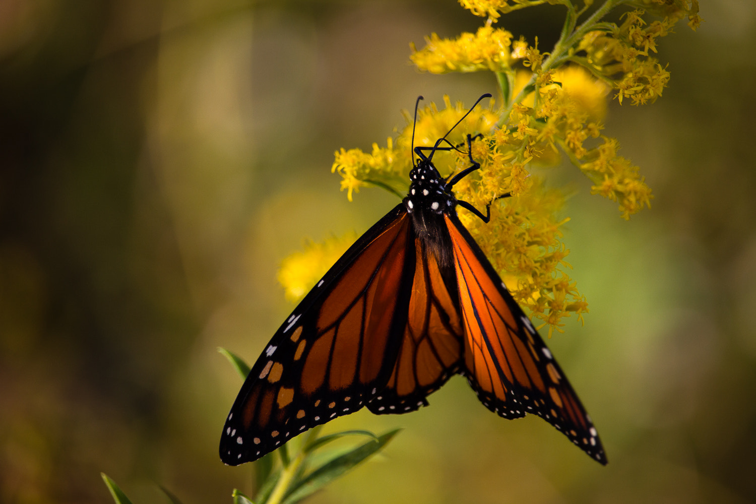 Canon EF-S 55-250mm F4-5.6 IS STM sample photo. Winged beauty photography