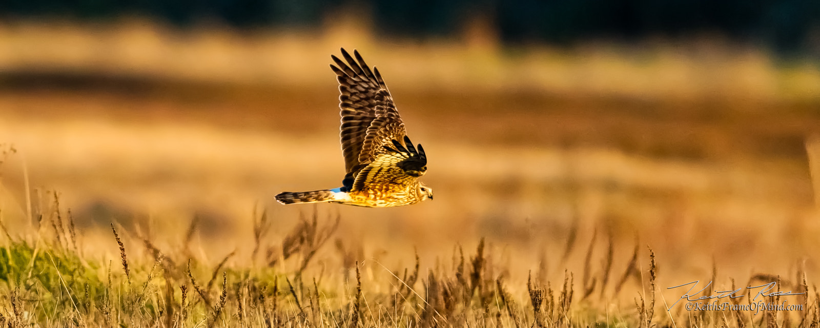 Canon EOS 5DS sample photo. Northern harrier photography